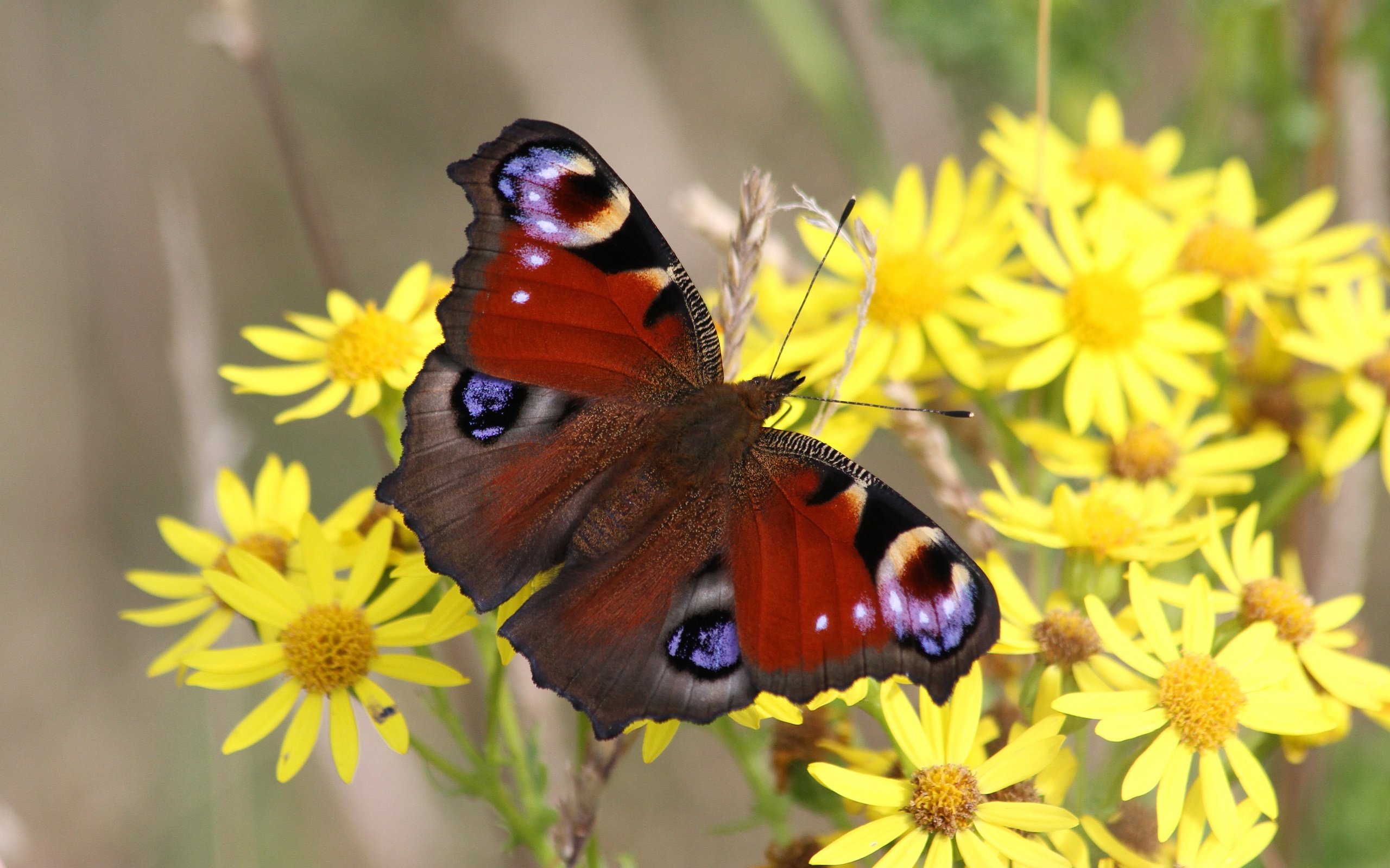 Обои цветы, природа, макро, насекомое, бабочка, желтые, боке, flowers, nature, macro, insect, butterfly, yellow, bokeh разрешение 3840x2160 Загрузить