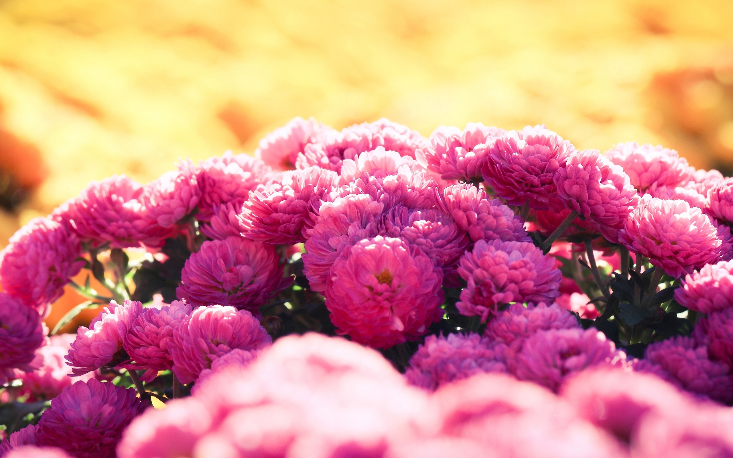 Обои цветы, сад, розовые, куст, хризантемы, клумба, боке, flowers, garden, pink, bush, chrysanthemum, flowerbed, bokeh разрешение 3840x2160 Загрузить