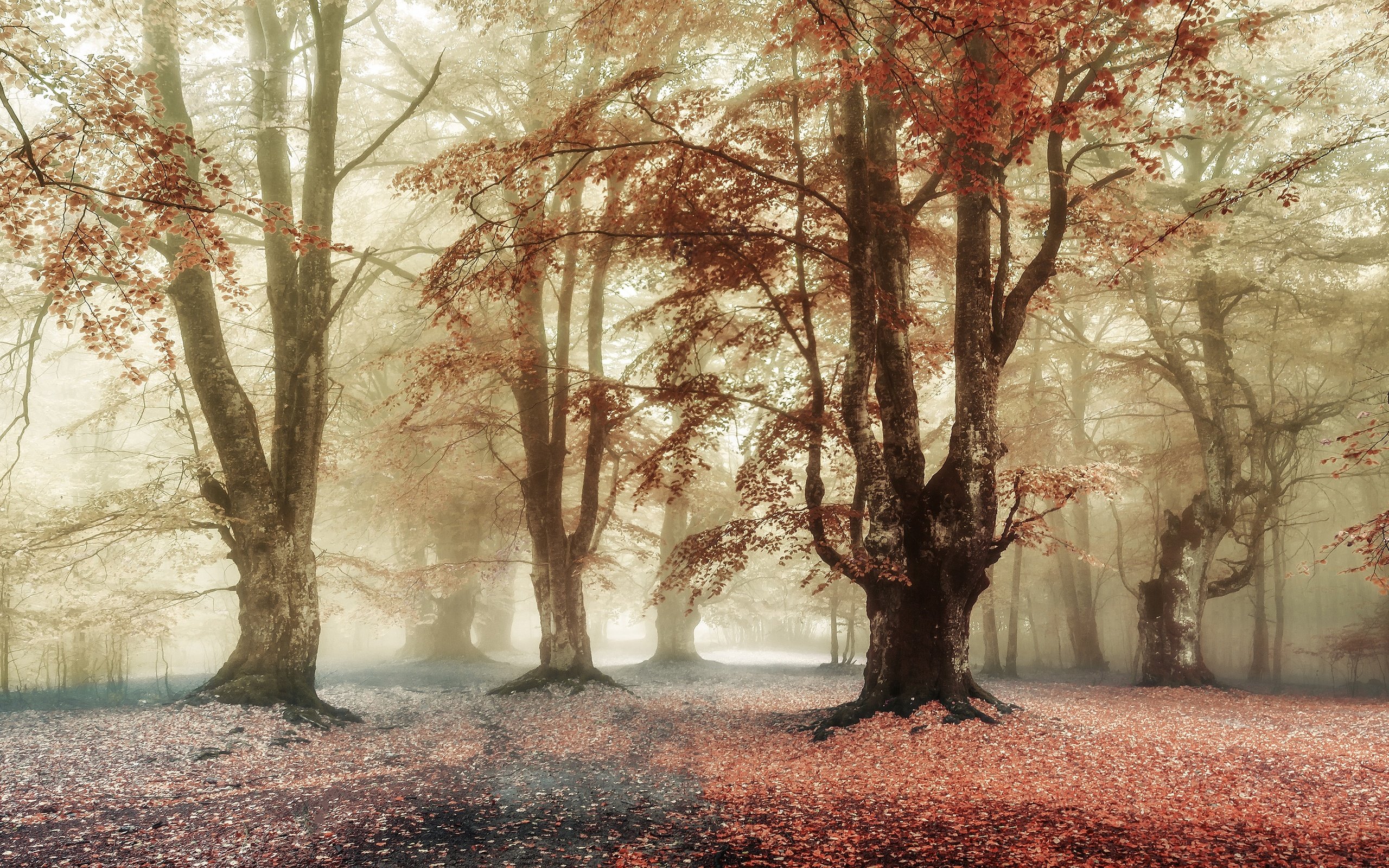 Обои деревья, лес, парк, туман, ветки, листва, осень, trees, forest, park, fog, branches, foliage, autumn разрешение 3840x2160 Загрузить