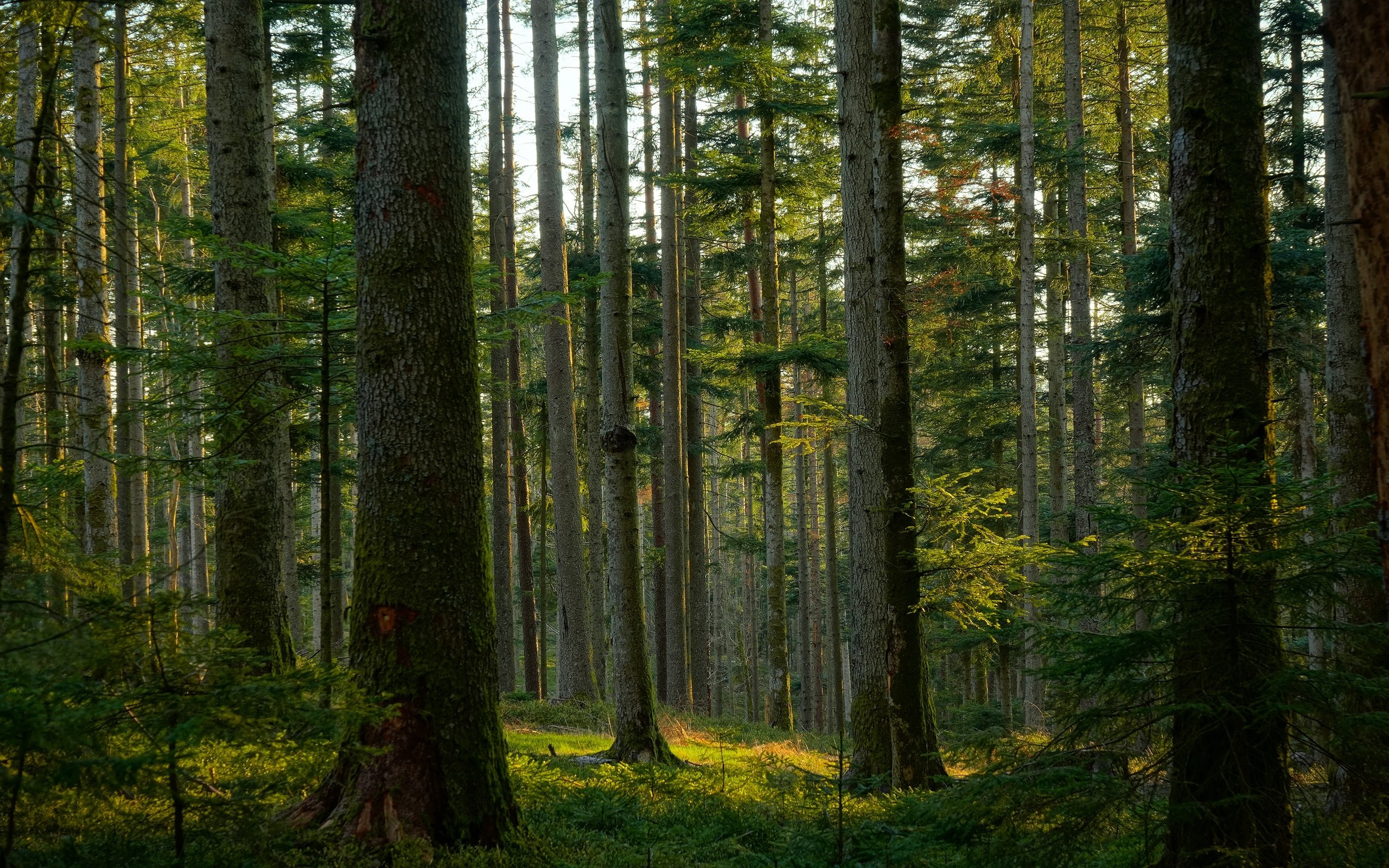 Обои деревья, лес, сосны, trees, forest, pine разрешение 3840x2160 Загрузить