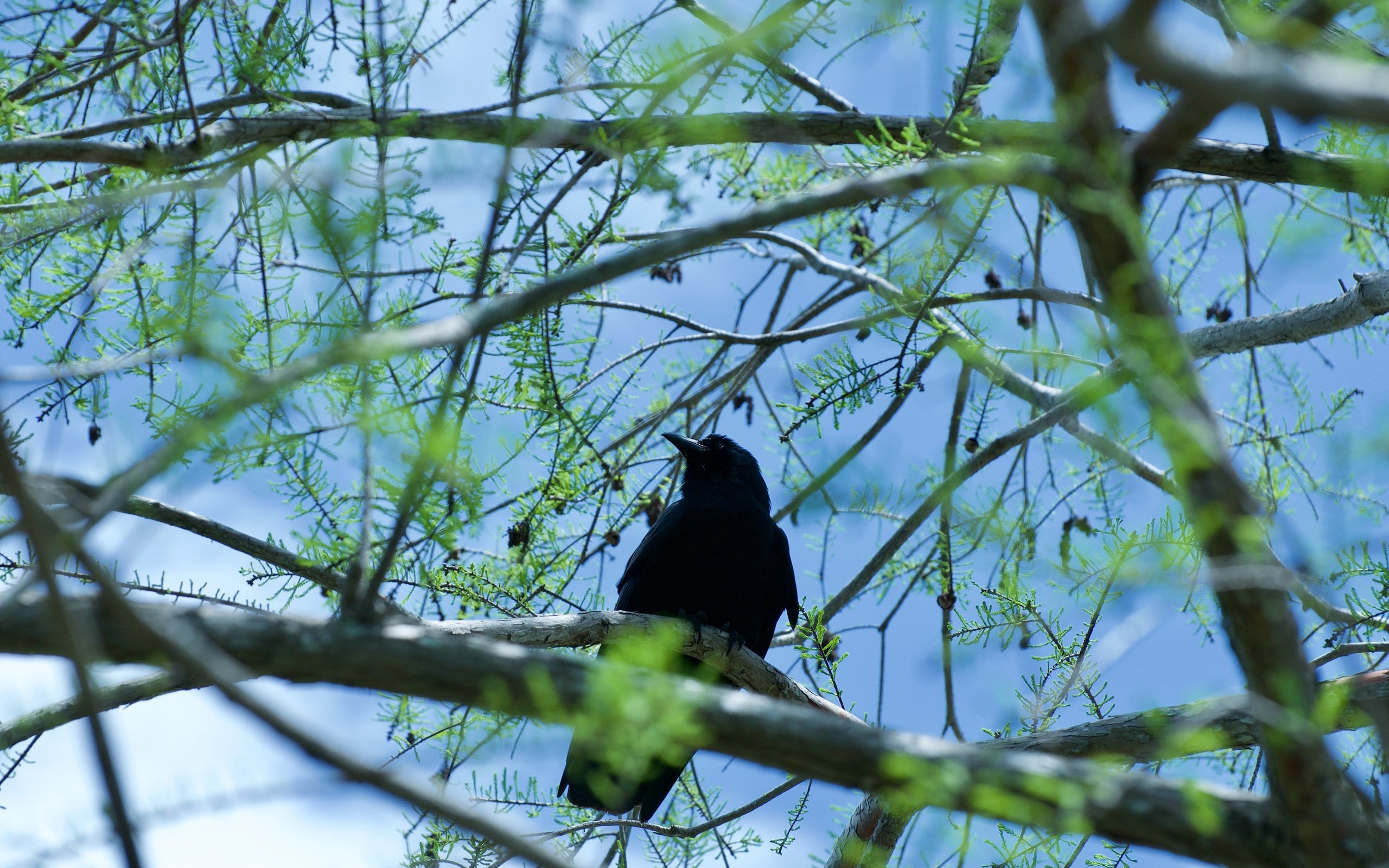 Обои дерево, хвоя, ветки, птица, ворон, шишки, ворона, боке, tree, needles, branches, bird, raven, bumps, crow, bokeh разрешение 3840x2550 Загрузить