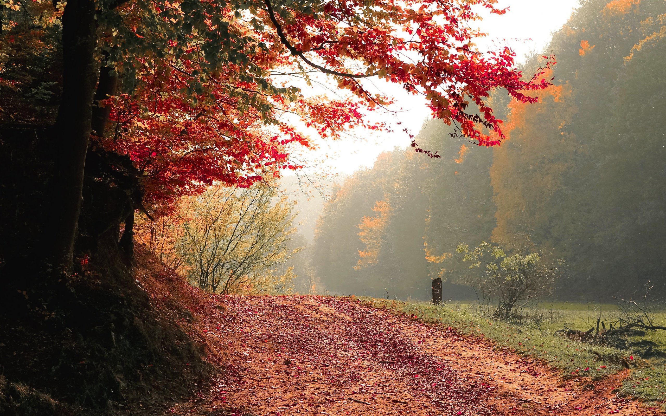 Обои дорога, деревья, природа, лес, туман, осень, road, trees, nature, forest, fog, autumn разрешение 3118x1944 Загрузить