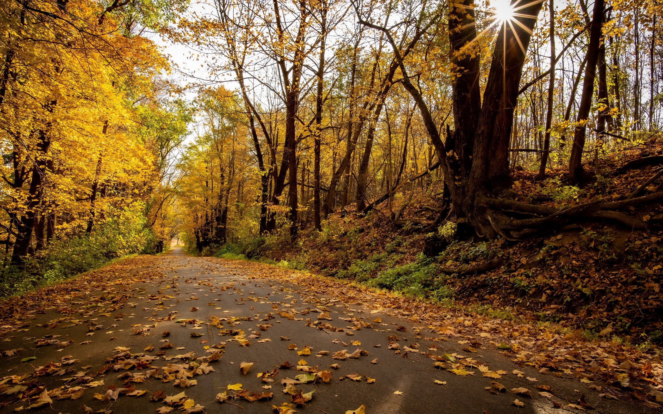 Обои дорога, парк, осень, road, park, autumn разрешение 3840x2160 Загрузить