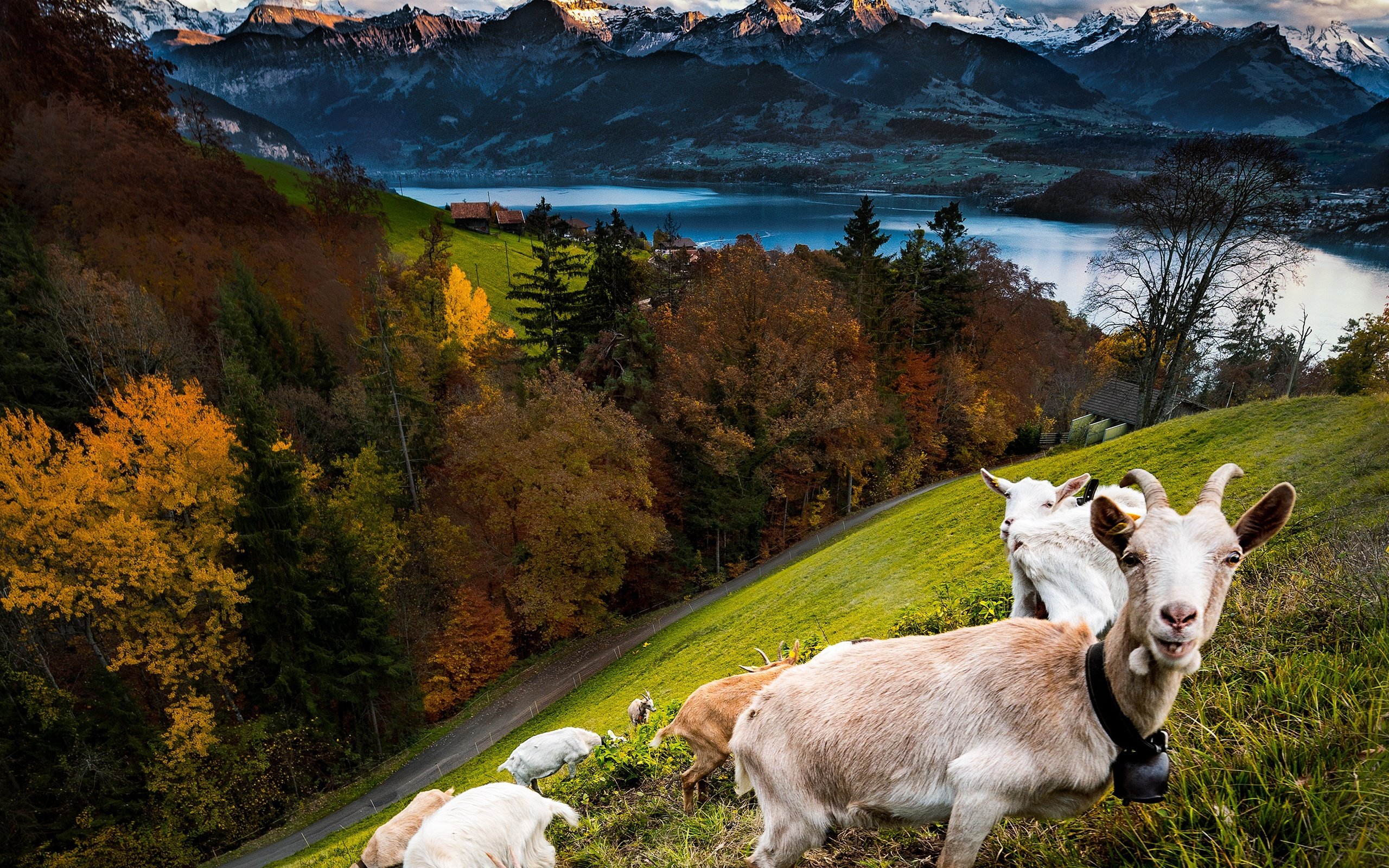 Обои горы, лес, осень, козы, mountains, forest, autumn, goats разрешение 2560x2500 Загрузить