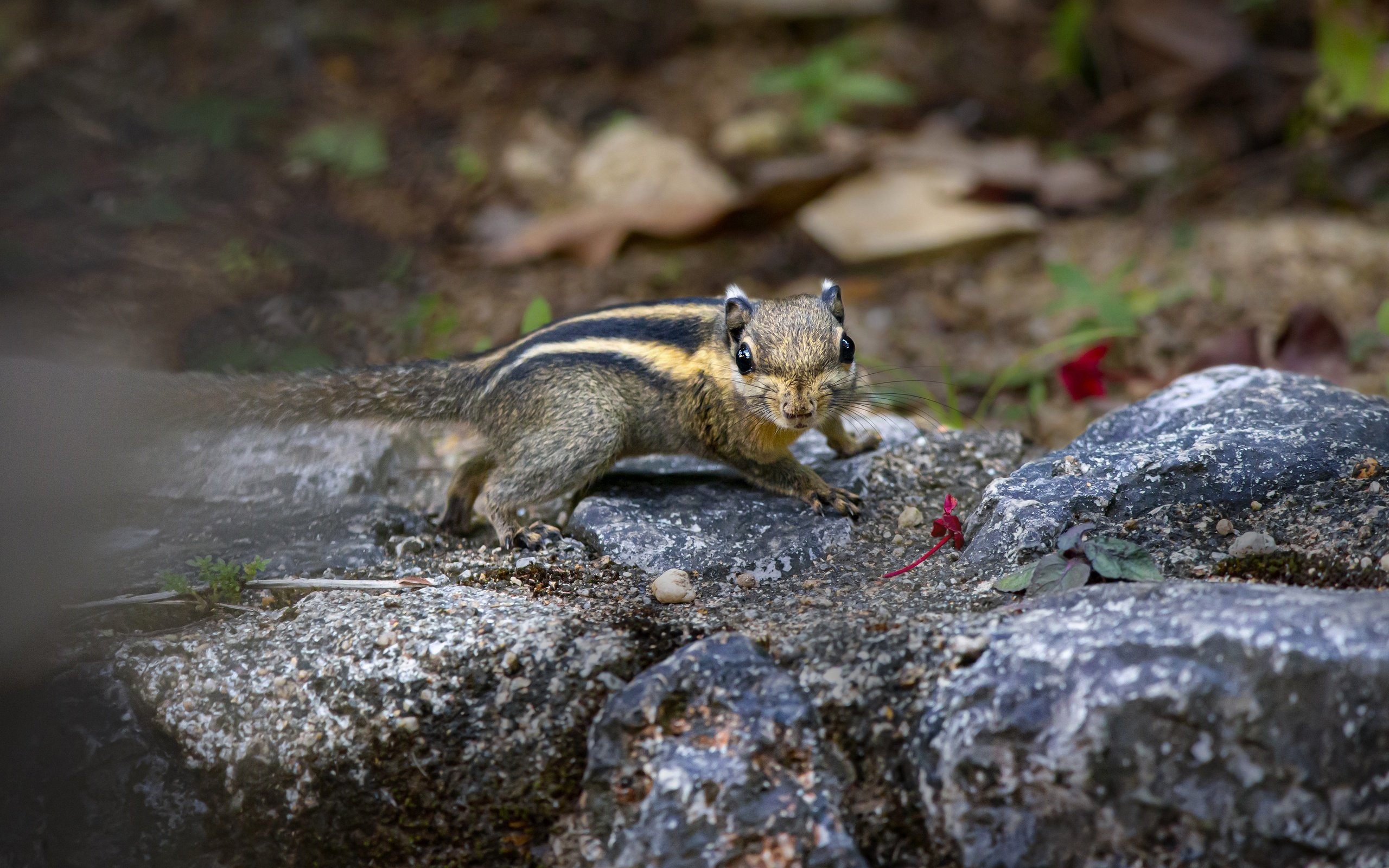 Обои камни, мордочка, взгляд, бурундук, stones, muzzle, look, chipmunk разрешение 3840x2300 Загрузить