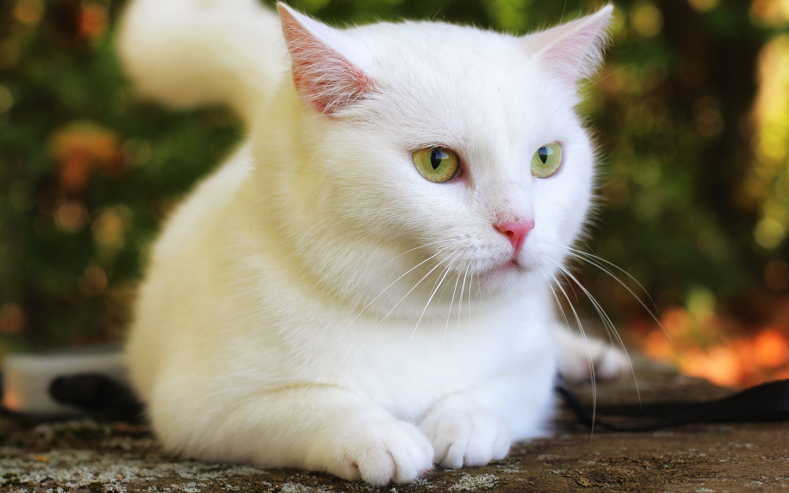 Обои кот, кошка, взгляд, белая, боке, cat, look, white, bokeh разрешение 3840x2160 Загрузить