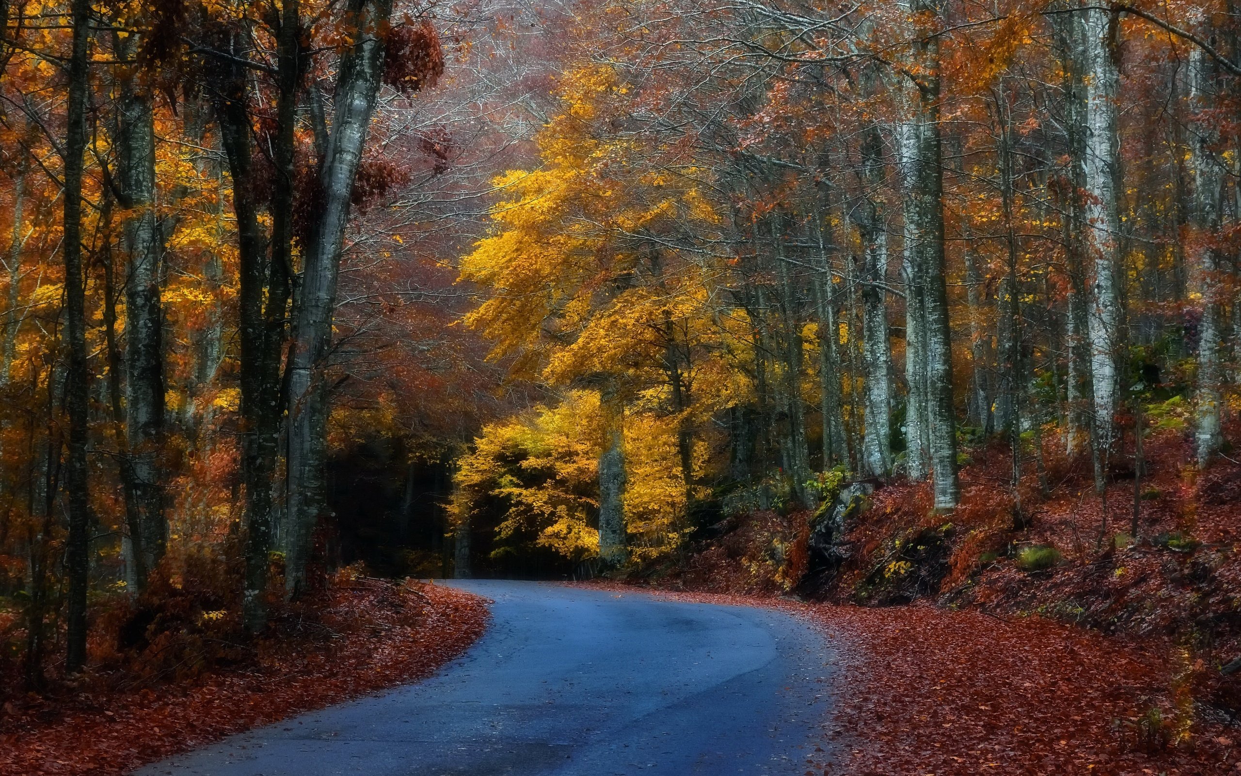 Обои лес, осень, forest, autumn разрешение 3840x2160 Загрузить