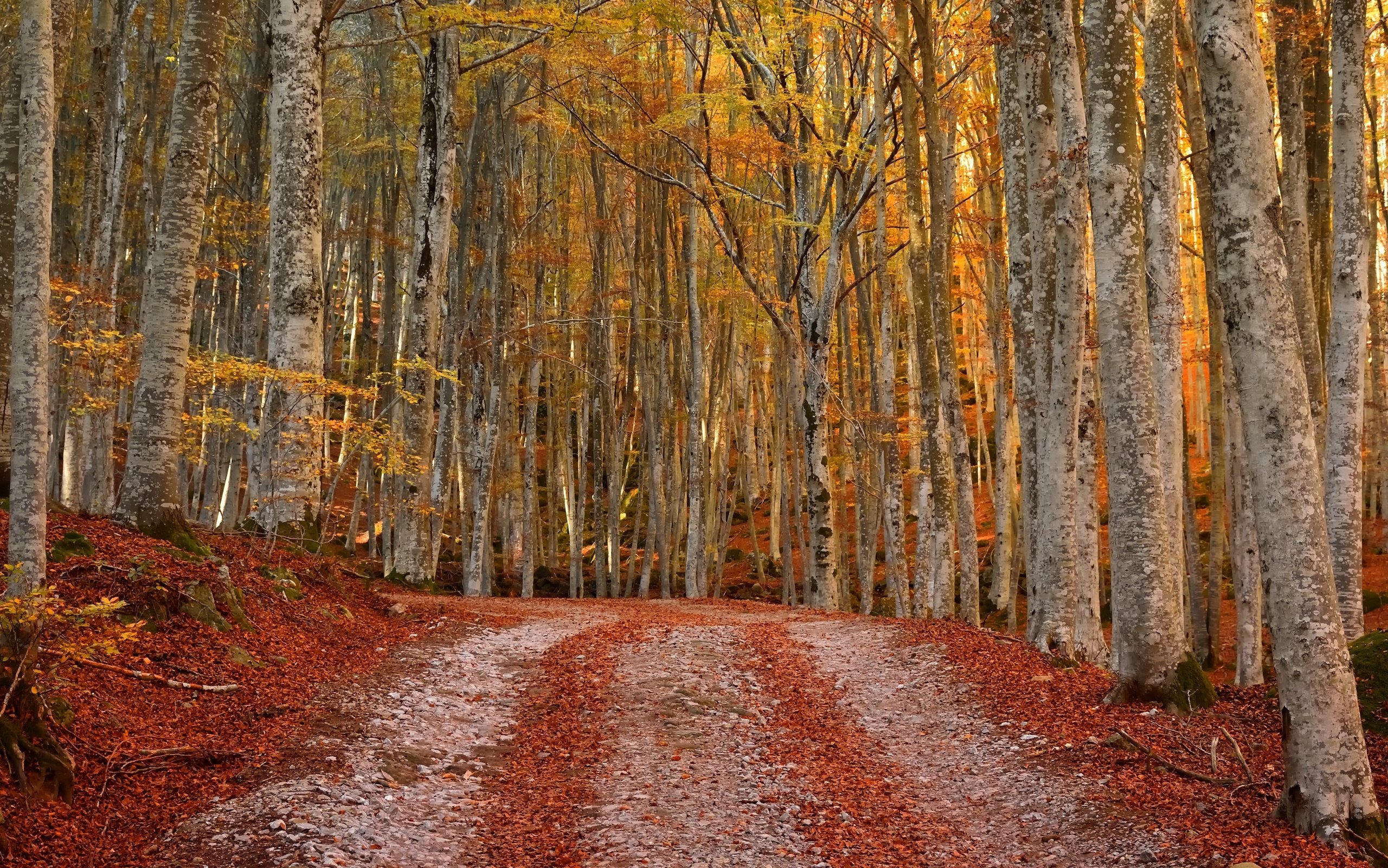 Обои лес, осень, forest, autumn разрешение 3840x2160 Загрузить