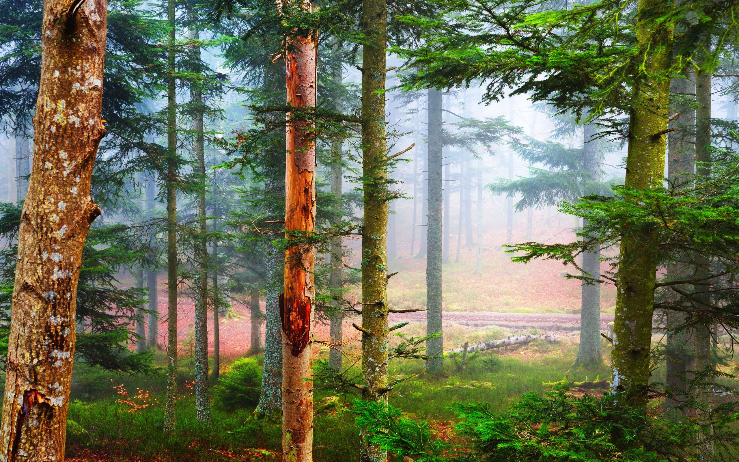Обои лес, туман, сосны, франция, forest, fog, pine, france разрешение 5271x2965 Загрузить