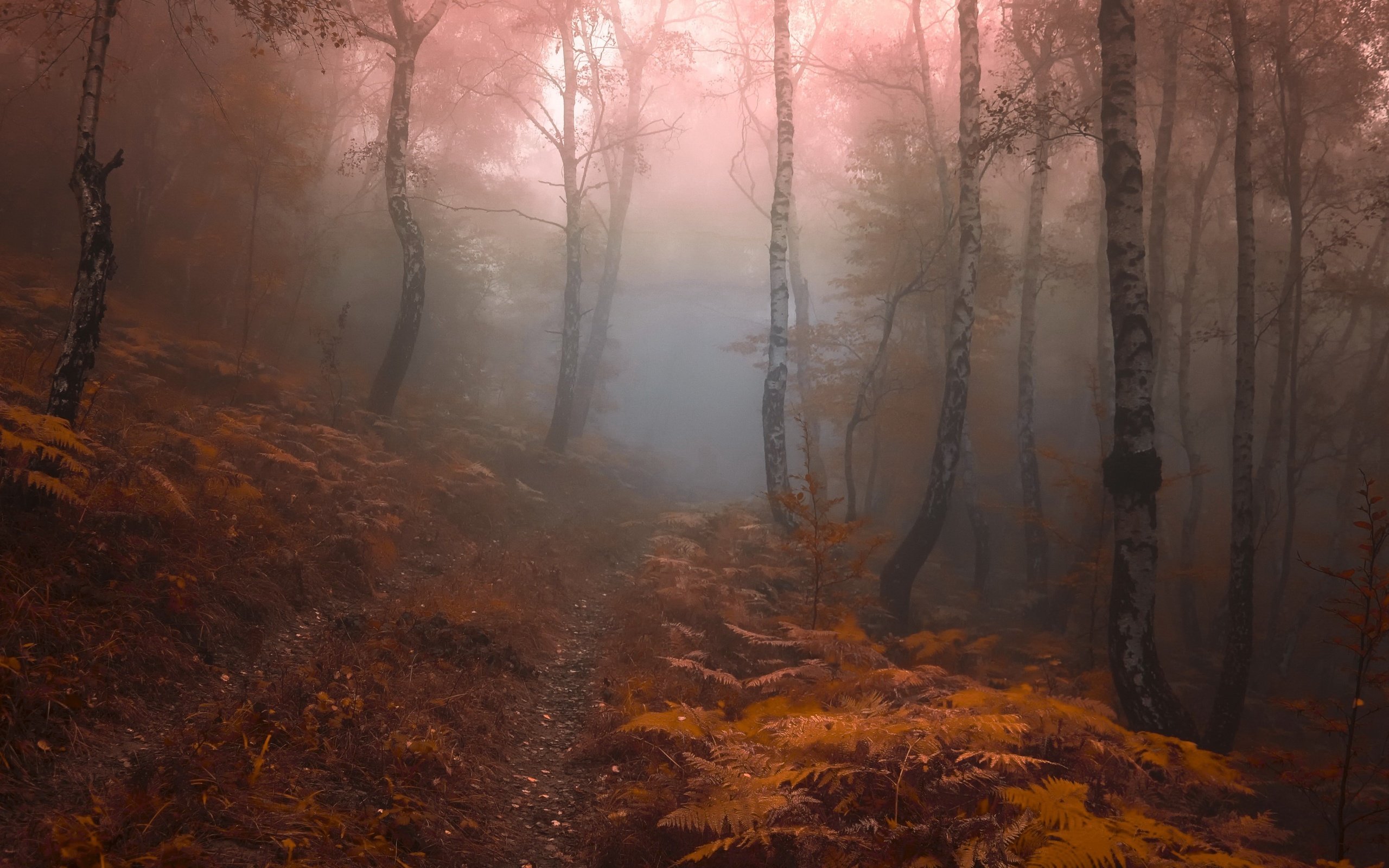 Обои лес, туман, forest, fog разрешение 3554x2267 Загрузить