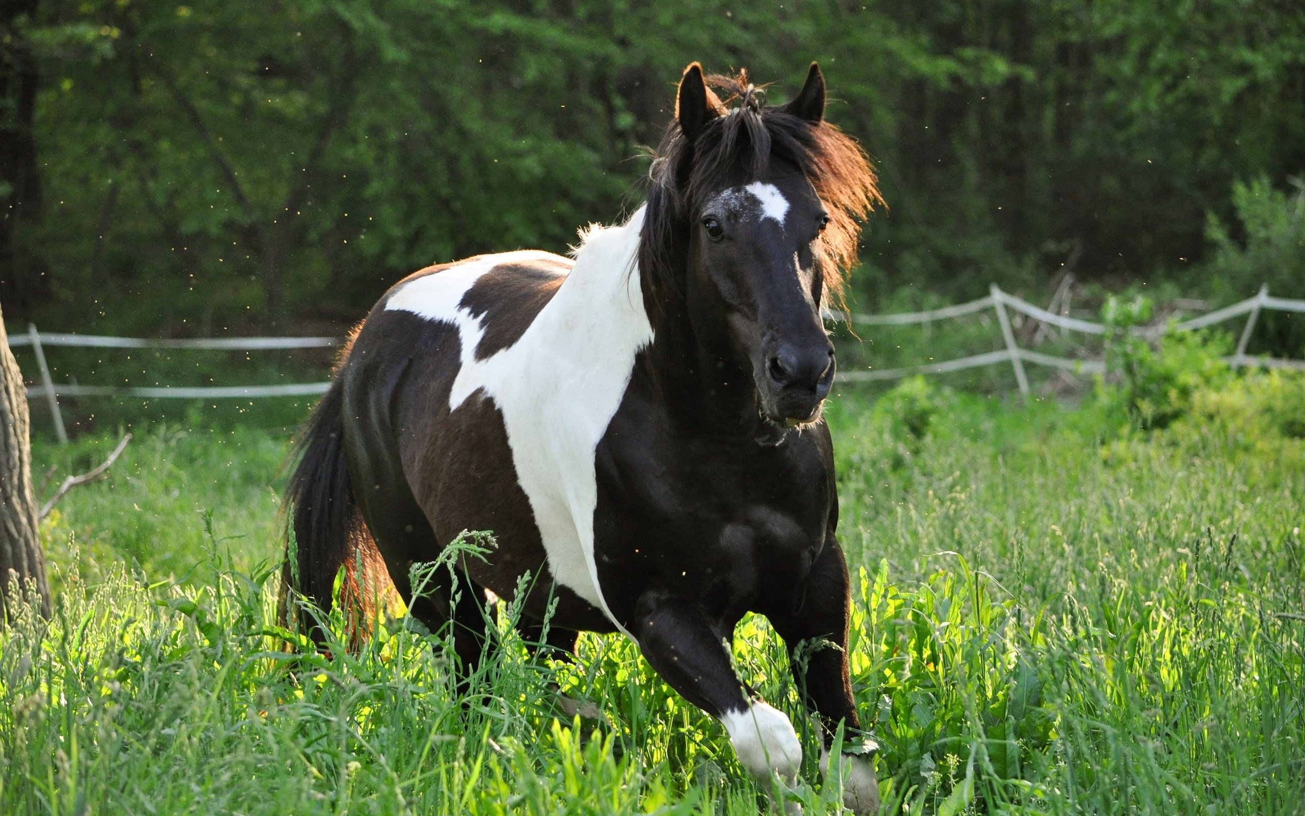 Обои лошадь, природа, конь, бег, horse, nature, running разрешение 2880x1913 Загрузить
