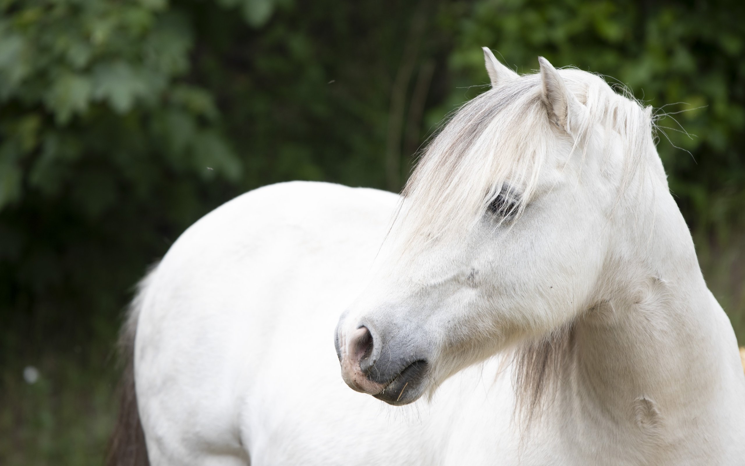 Обои лошадь, взгляд, конь, белая, horse, look, white разрешение 6000x4000 Загрузить