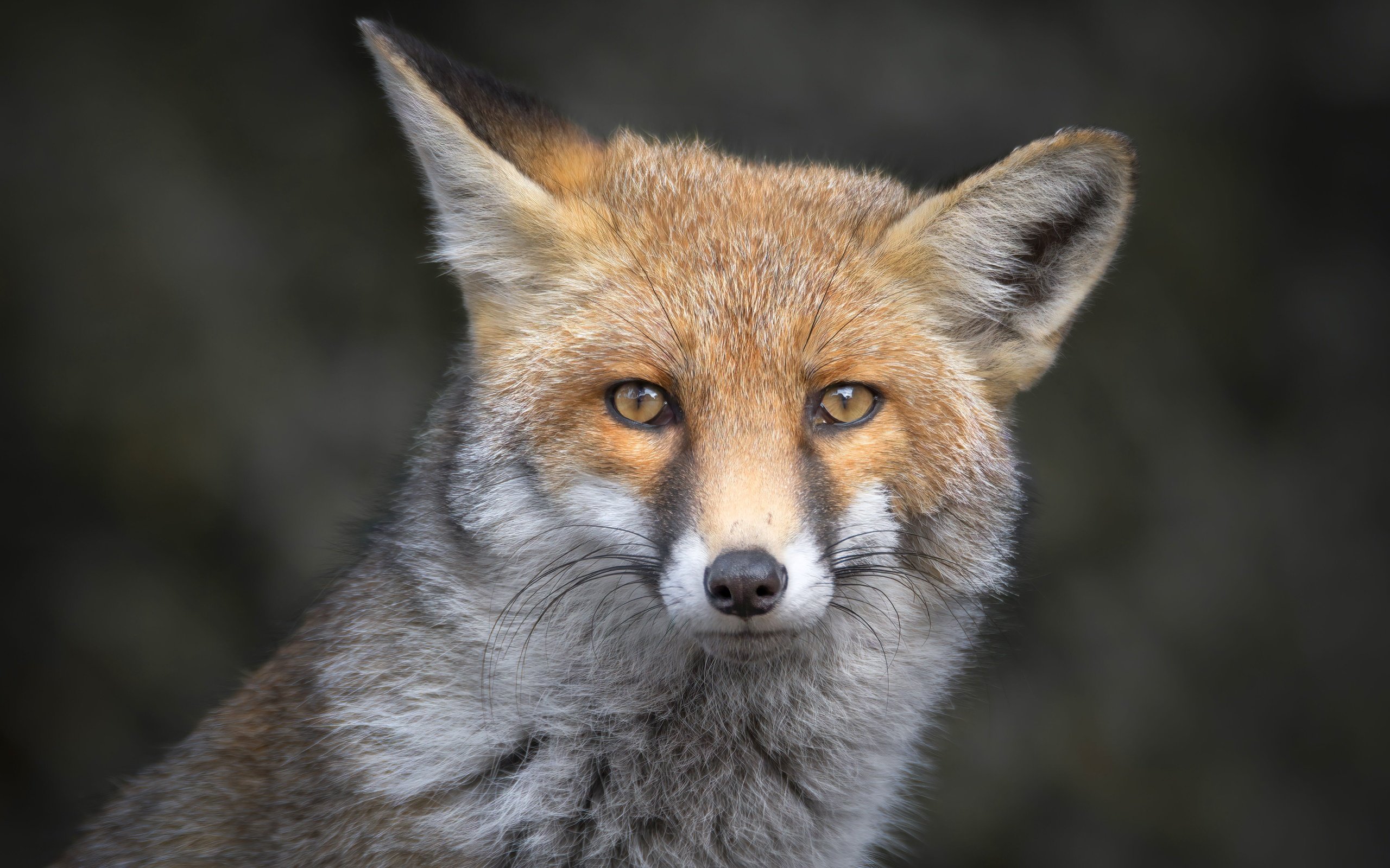 Обои морда, портрет, взгляд, лиса, серый фон, лисица, уши, face, portrait, look, fox, grey background, ears разрешение 5568x3712 Загрузить