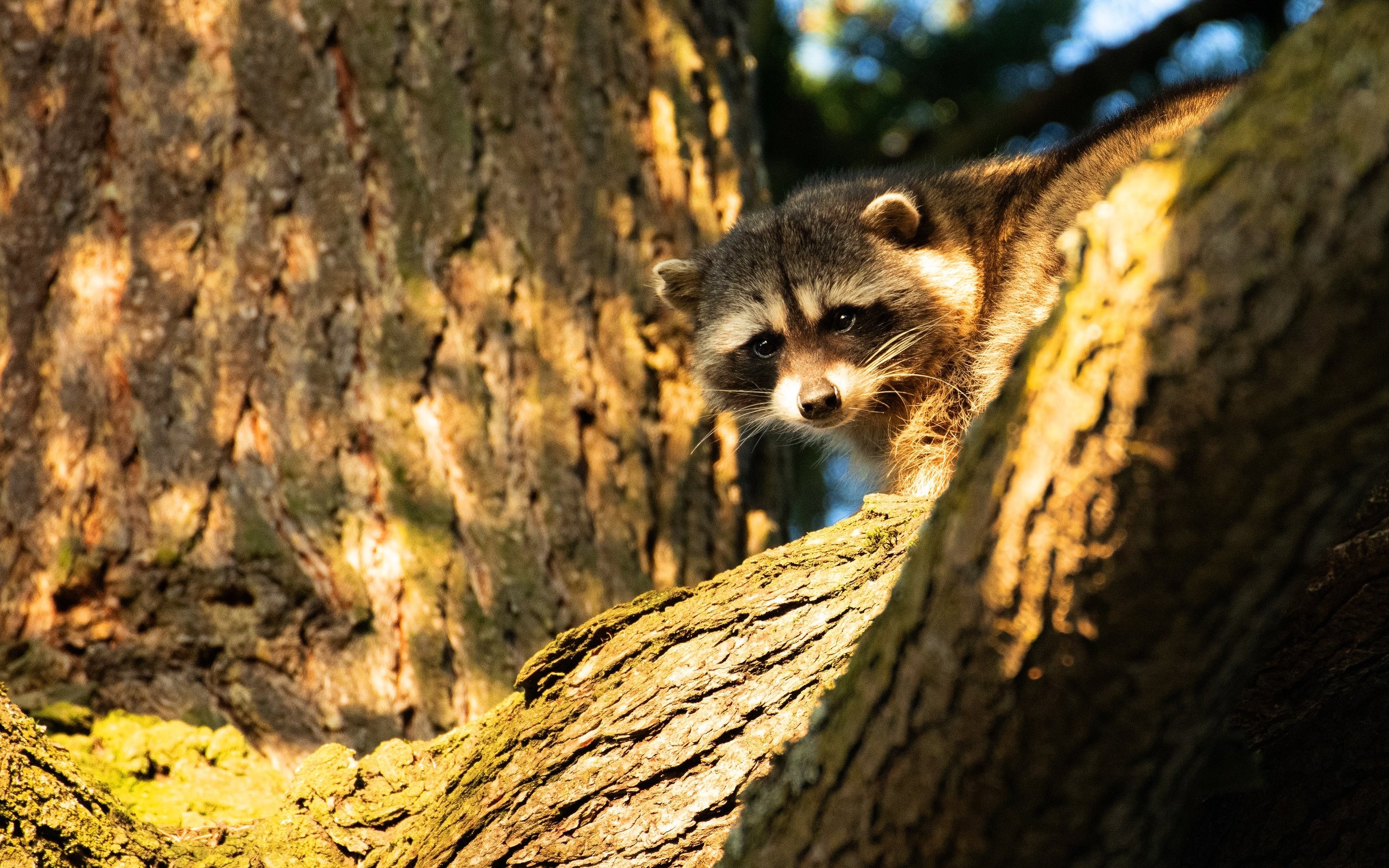 Обои морда, свет, деревья, енот, выглядывает, face, light, trees, raccoon, peeps разрешение 3840x2160 Загрузить