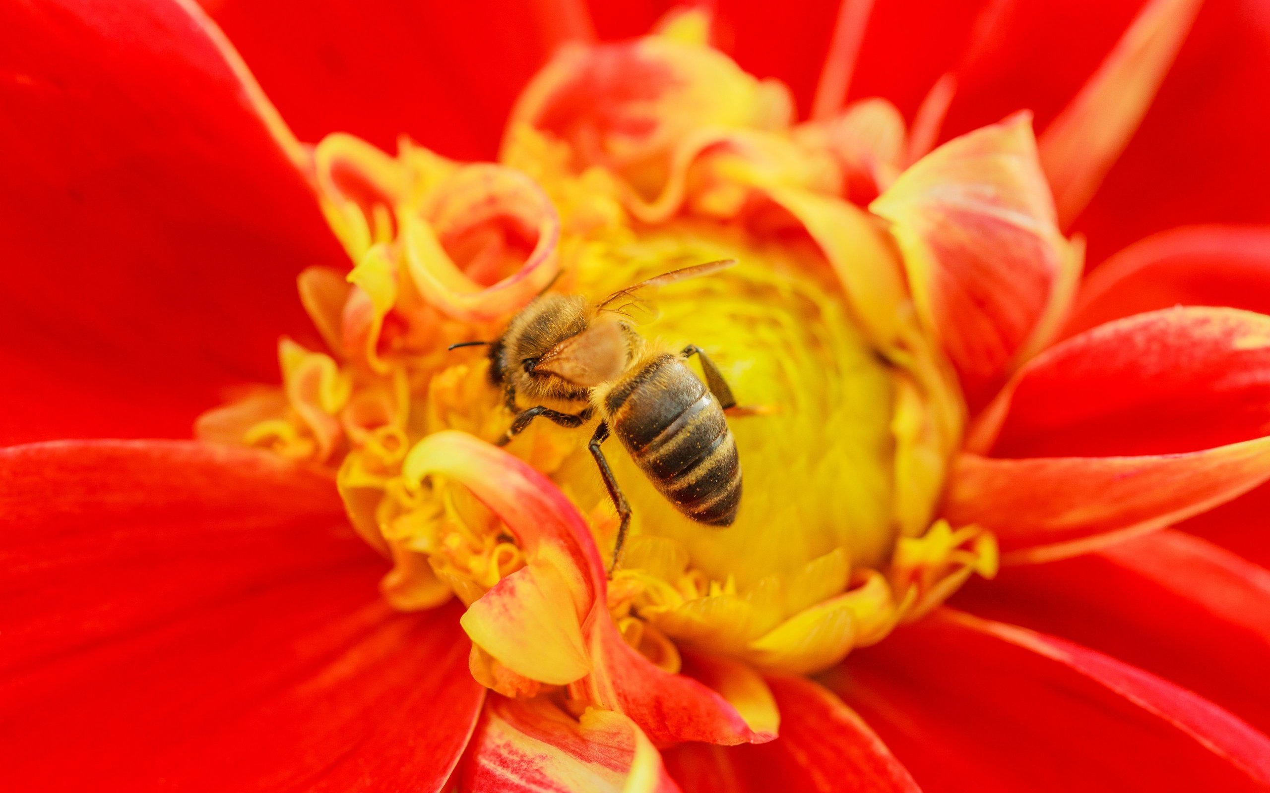 Обои насекомое, цветок, пчела, insect, flower, bee разрешение 3072x2048 Загрузить