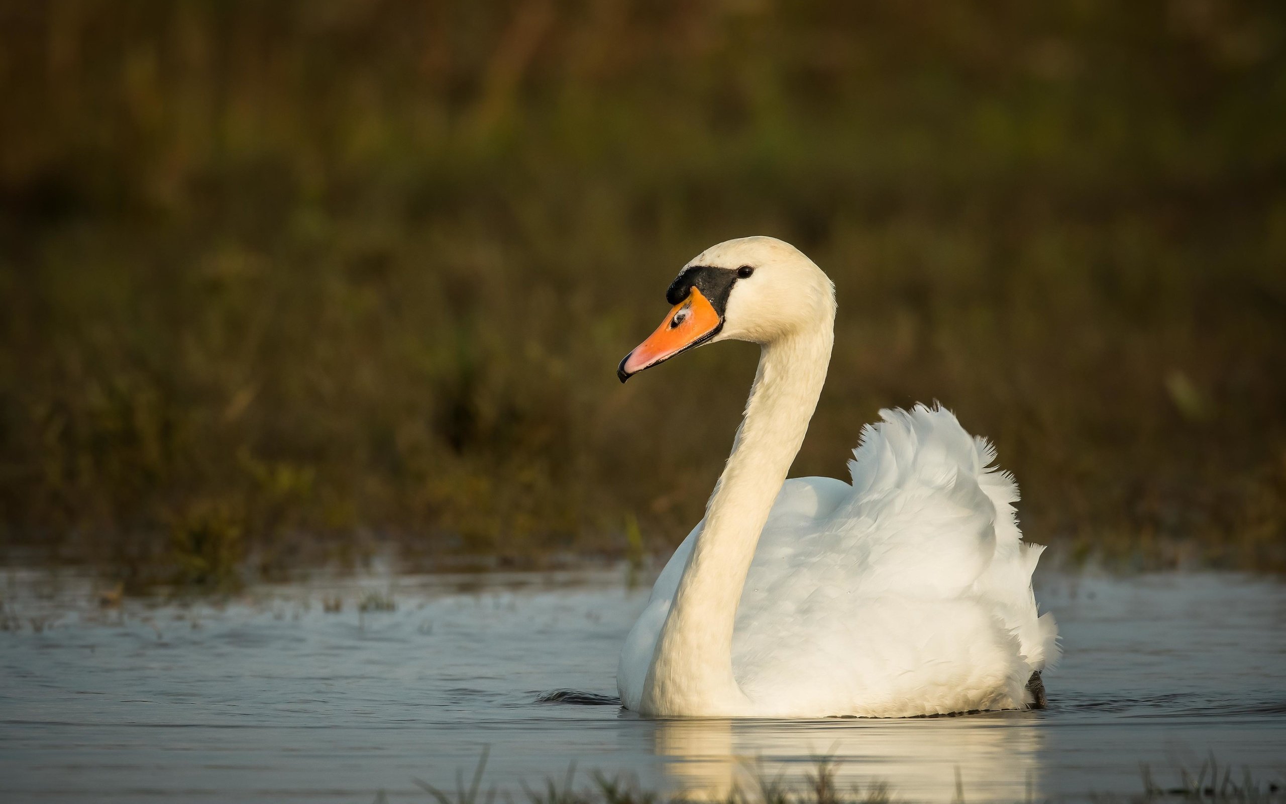 Обои осень, птица, лебедь, autumn, bird, swan разрешение 4096x2731 Загрузить