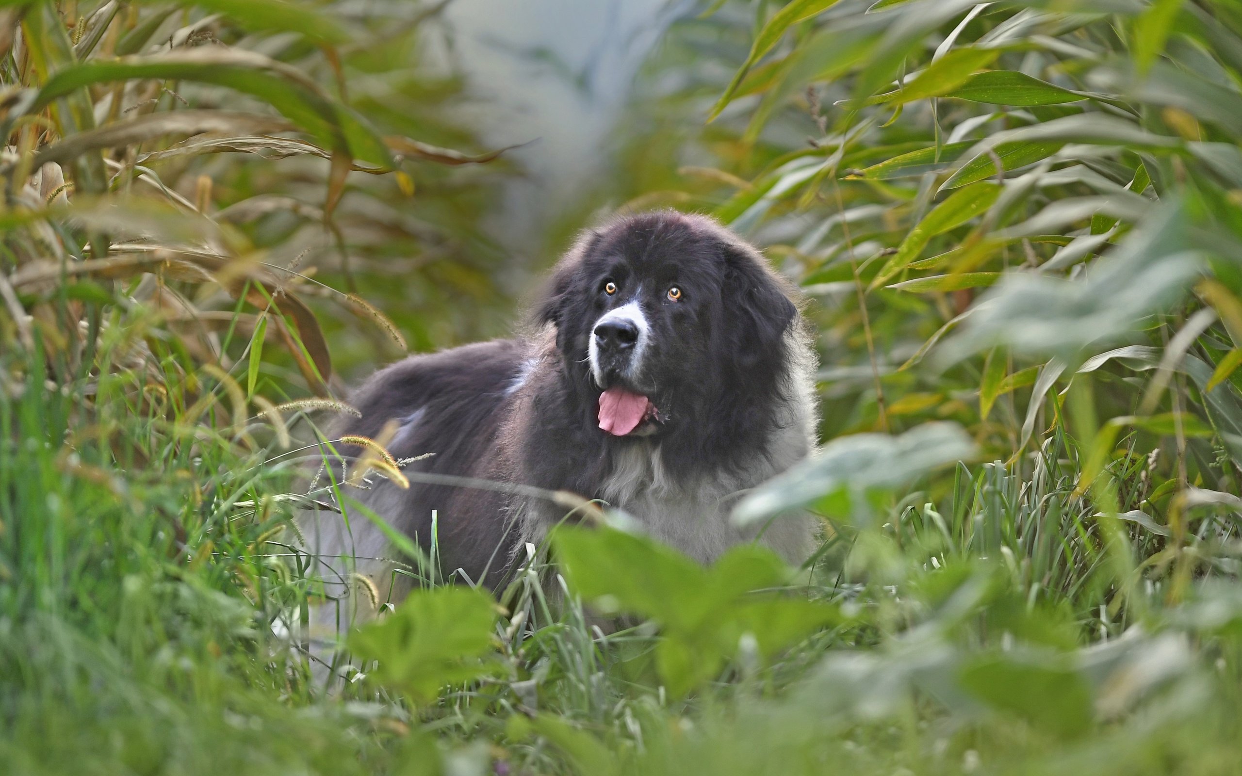 Обои поле, собака, кукуруза, ландсир, field, dog, corn разрешение 3600x2519 Загрузить