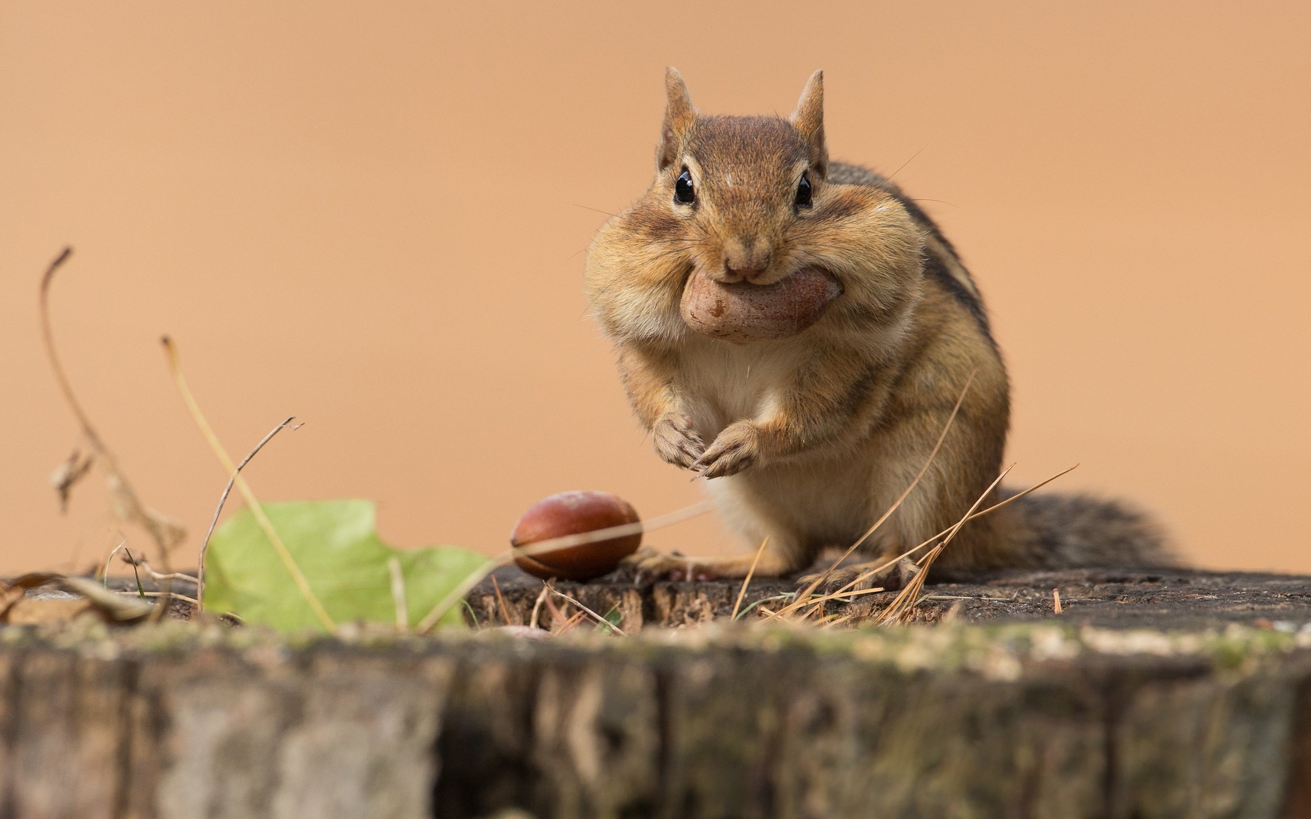 Обои поза, взгляд, сидит, орех, пень, бурундук, трапеза, pose, look, sitting, walnut, stump, chipmunk, meal разрешение 2998x2241 Загрузить