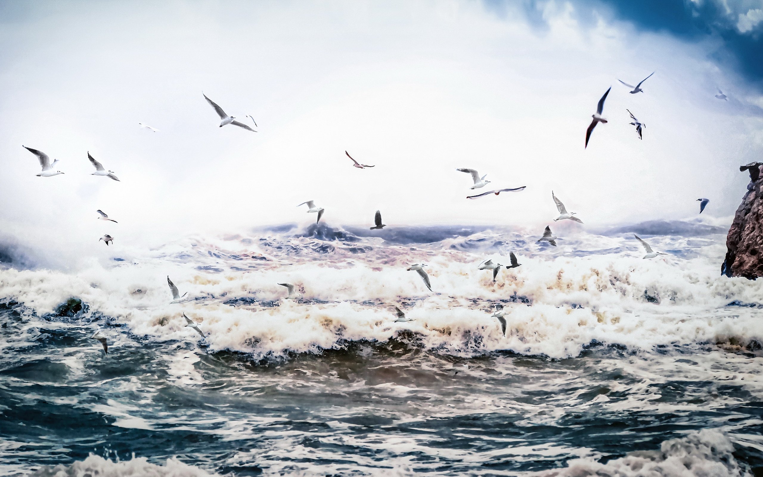 Обои природа, море, птицы, nature, sea, birds разрешение 3840x2160 Загрузить