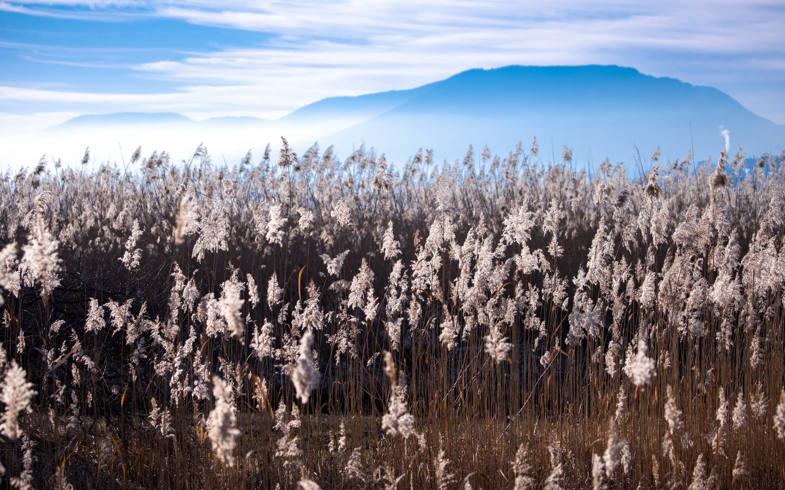 Обои природа, поле, nature, field разрешение 3840x2160 Загрузить