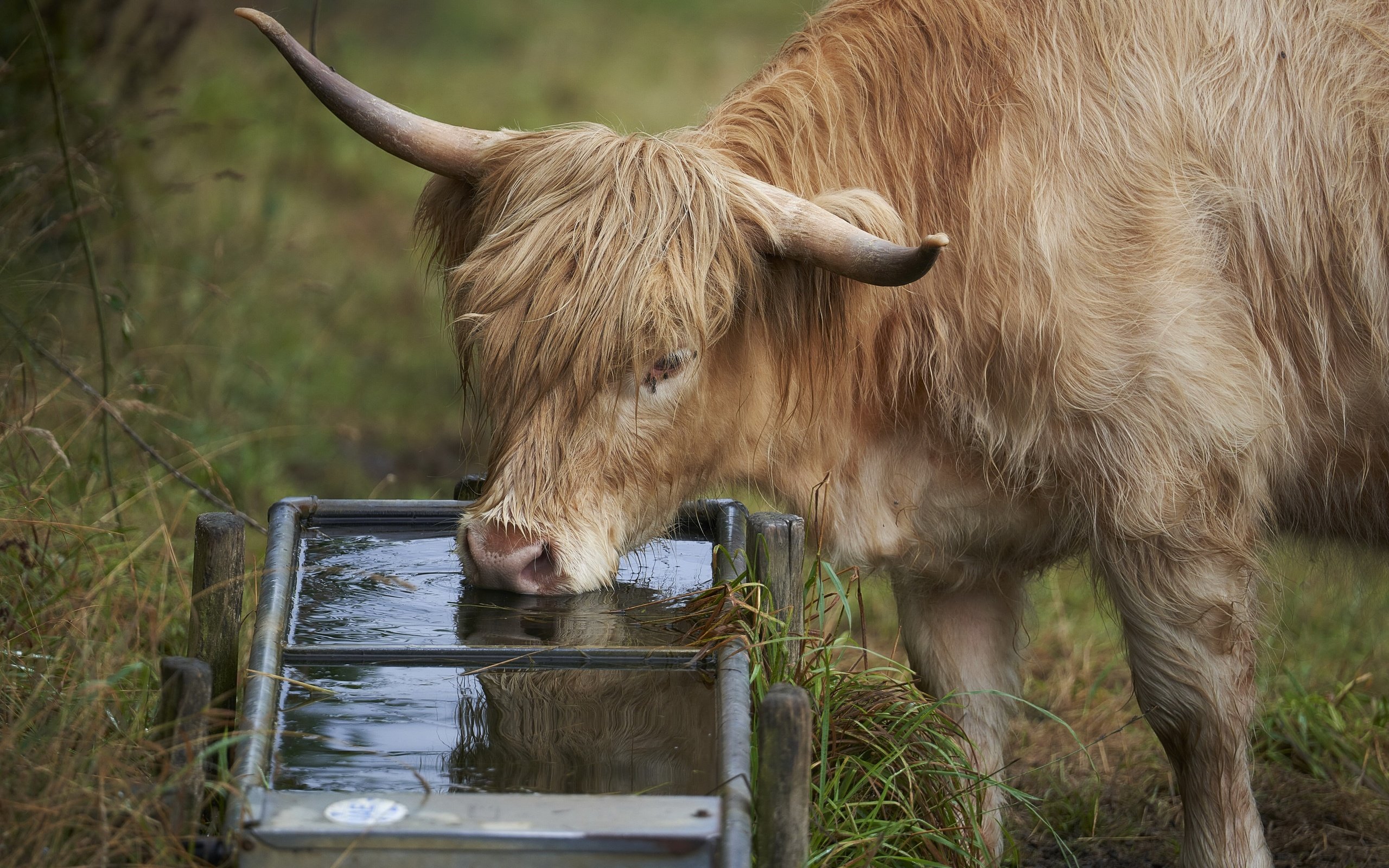 Обои природа, скот, пастбище, водопой, nature, cattle, pasture, drink разрешение 3840x2160 Загрузить