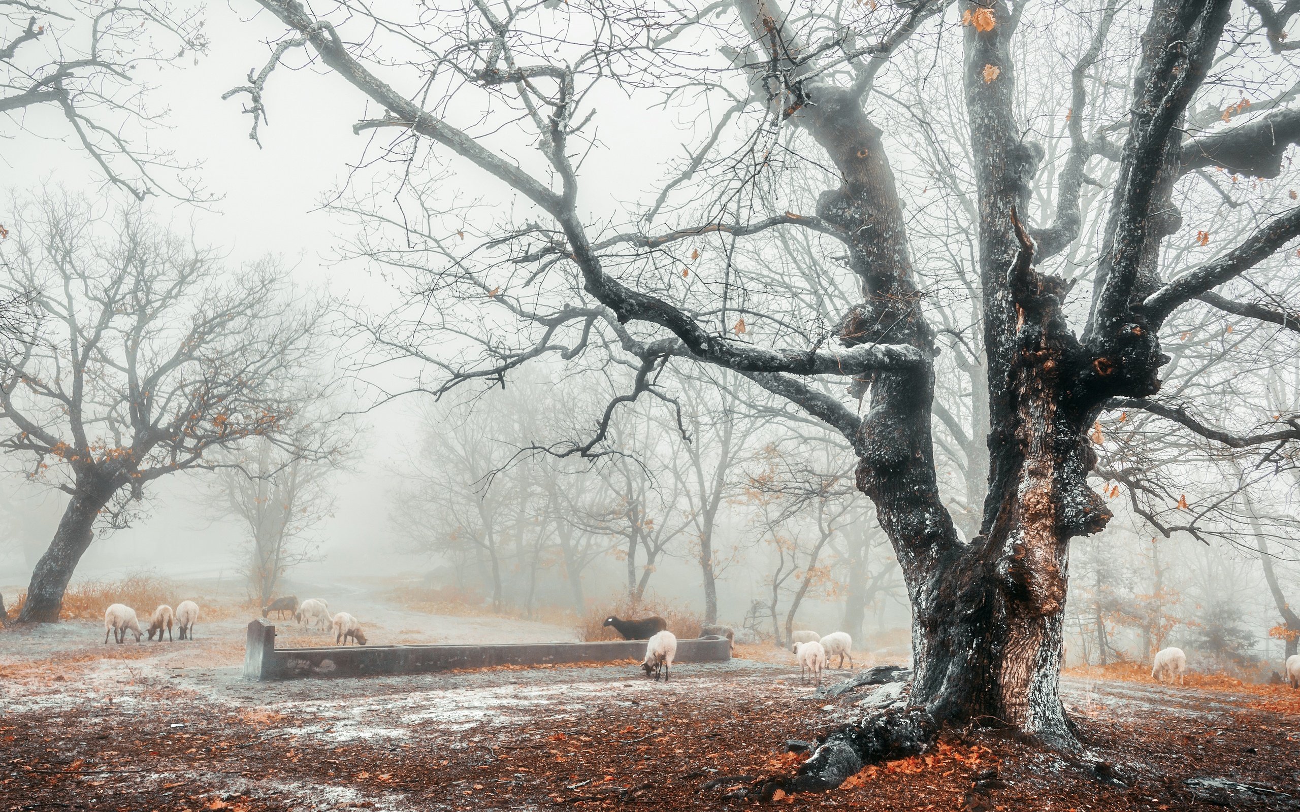 Обои снег, лес, туман, осень, овцы, поздняя осень, snow, forest, fog, autumn, sheep, late autumn разрешение 3840x2160 Загрузить