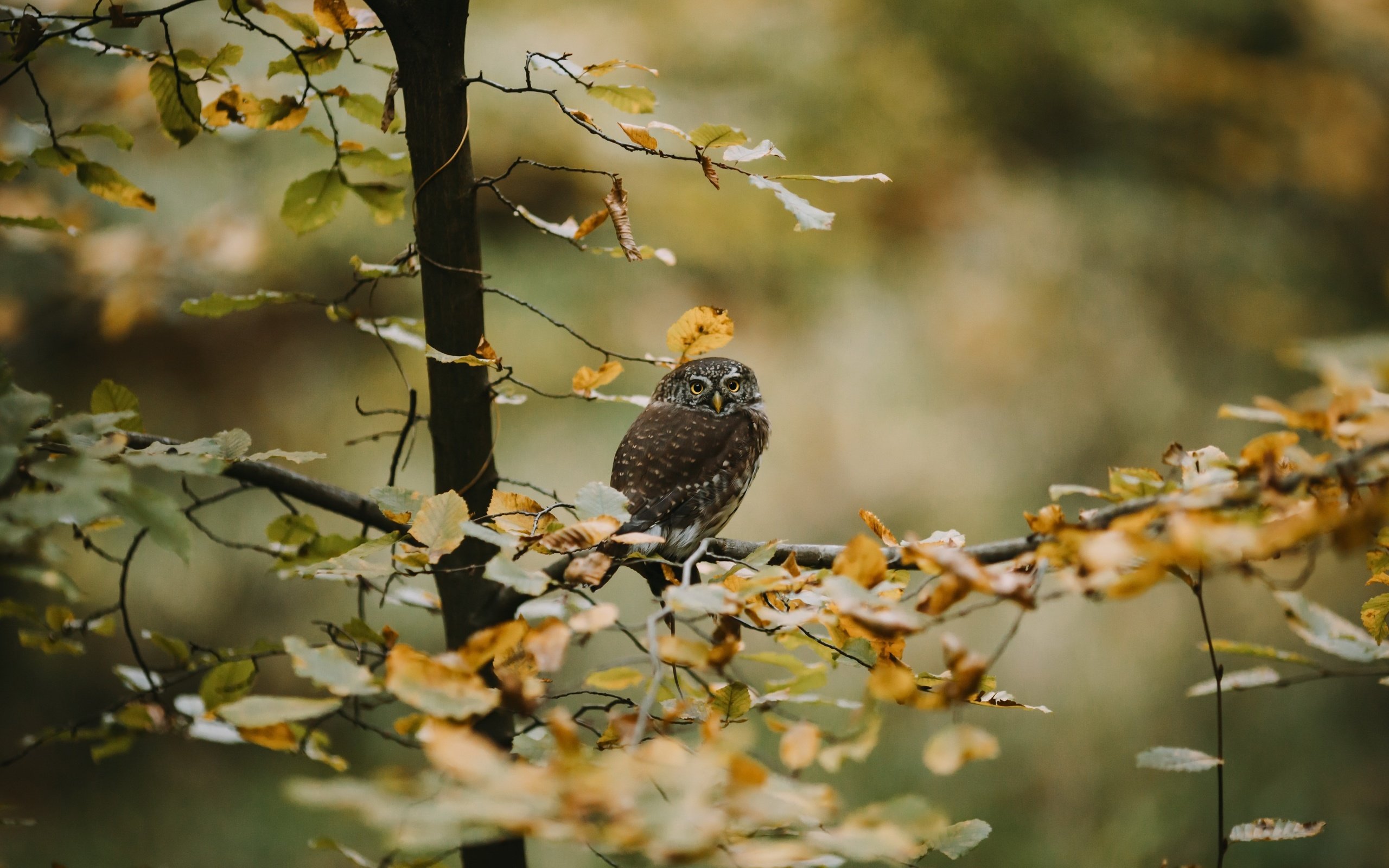 Обои сова, дерево, осень, owl, tree, autumn разрешение 3840x2160 Загрузить