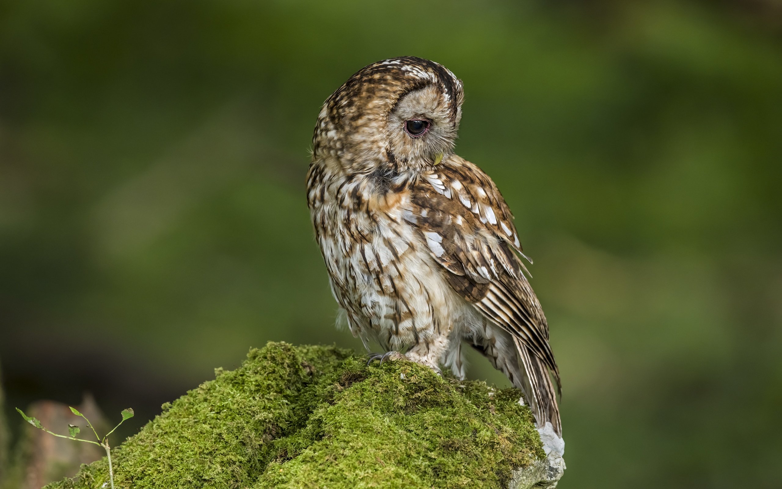 Обои сова, птица, мох, зеленый фон, owl, bird, moss, green background разрешение 6048x4024 Загрузить