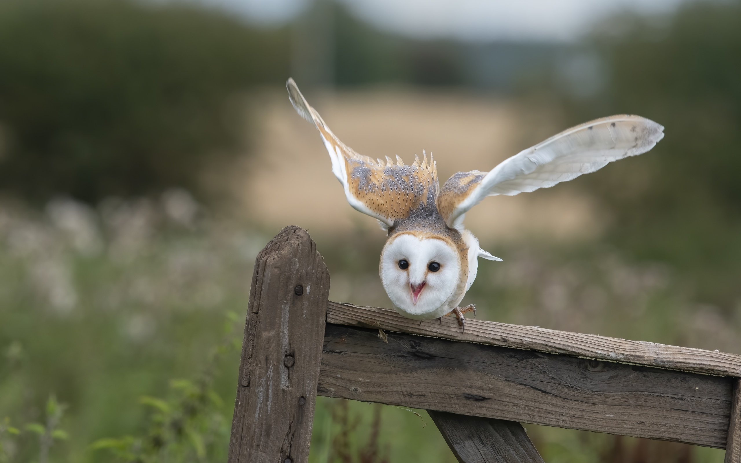 Обои сова, взгляд, забор, доски, птица, сипуха, взмах крыльев, owl, look, the fence, board, bird, the barn owl, flap разрешение 4950x3231 Загрузить