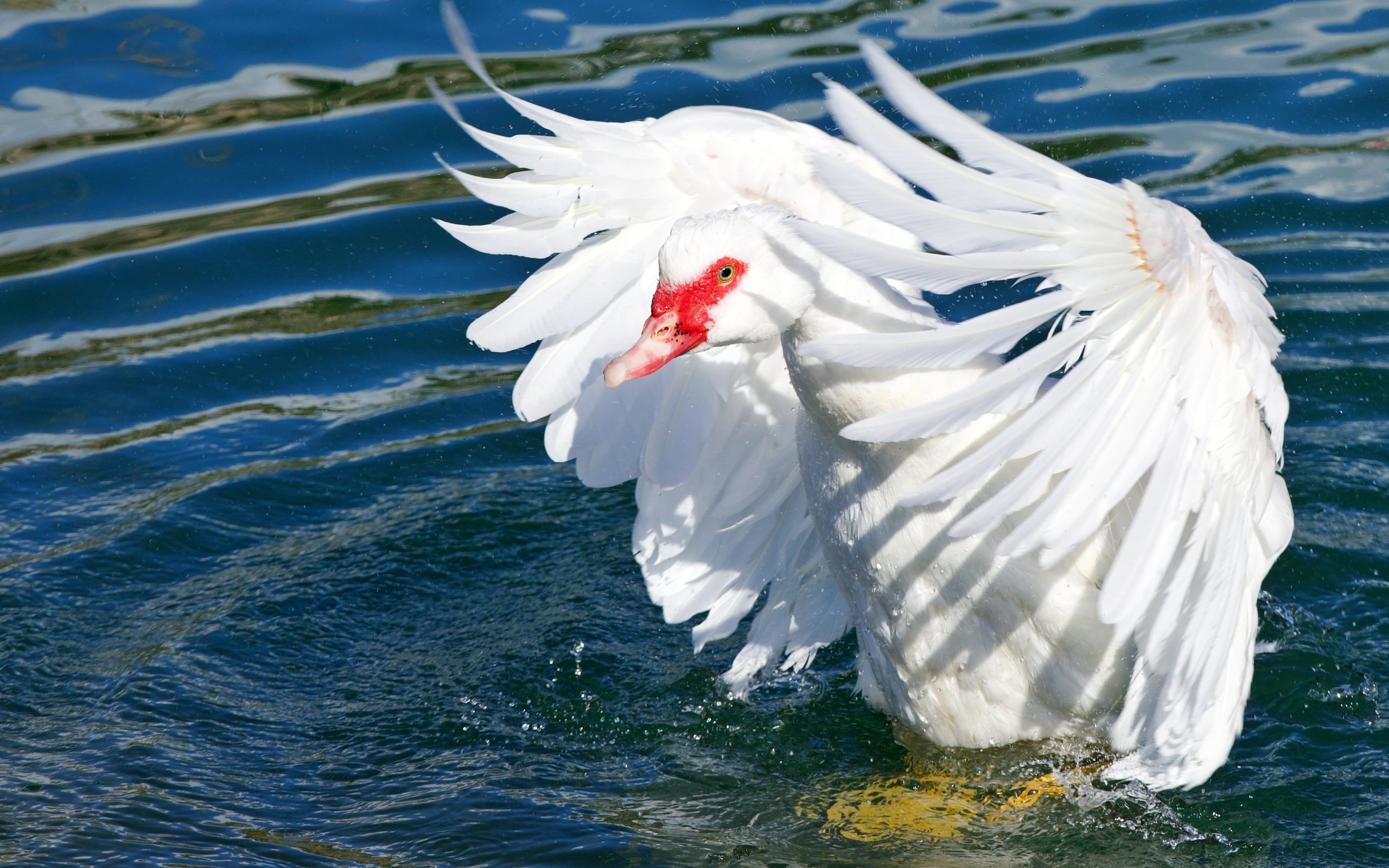 Обои свет, вода, водоем, птица, перья, гусь, взмах крыльев, light, water, pond, bird, feathers, goose, flap разрешение 4267x2847 Загрузить