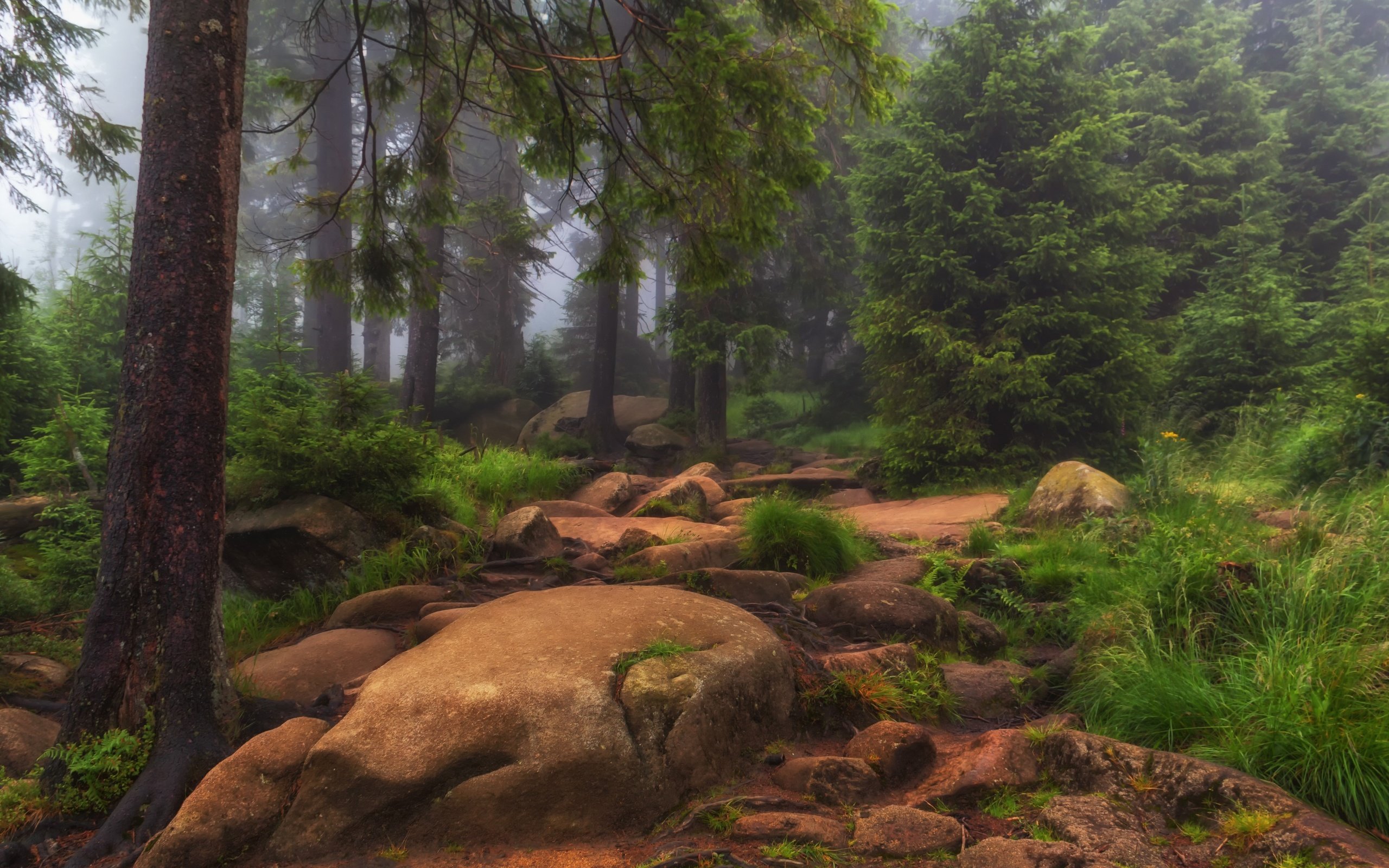 Обои трава, деревья, природа, камни, лес, туман, grass, trees, nature, stones, forest, fog разрешение 3000x1910 Загрузить