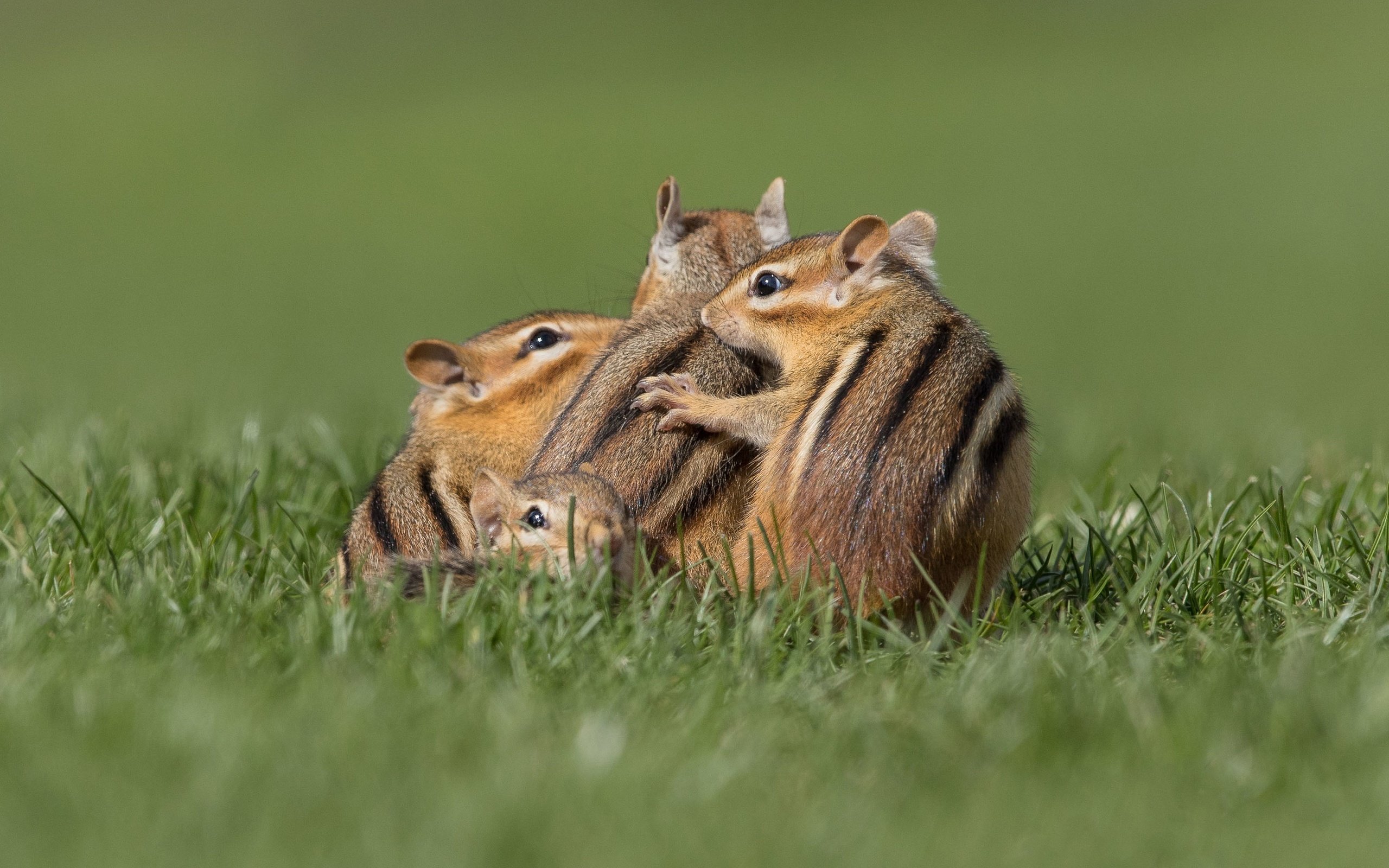 Обои трава, поза, поляна, бурундук, бурундуки, grass, pose, glade, chipmunk, chipmunks разрешение 3071x2299 Загрузить