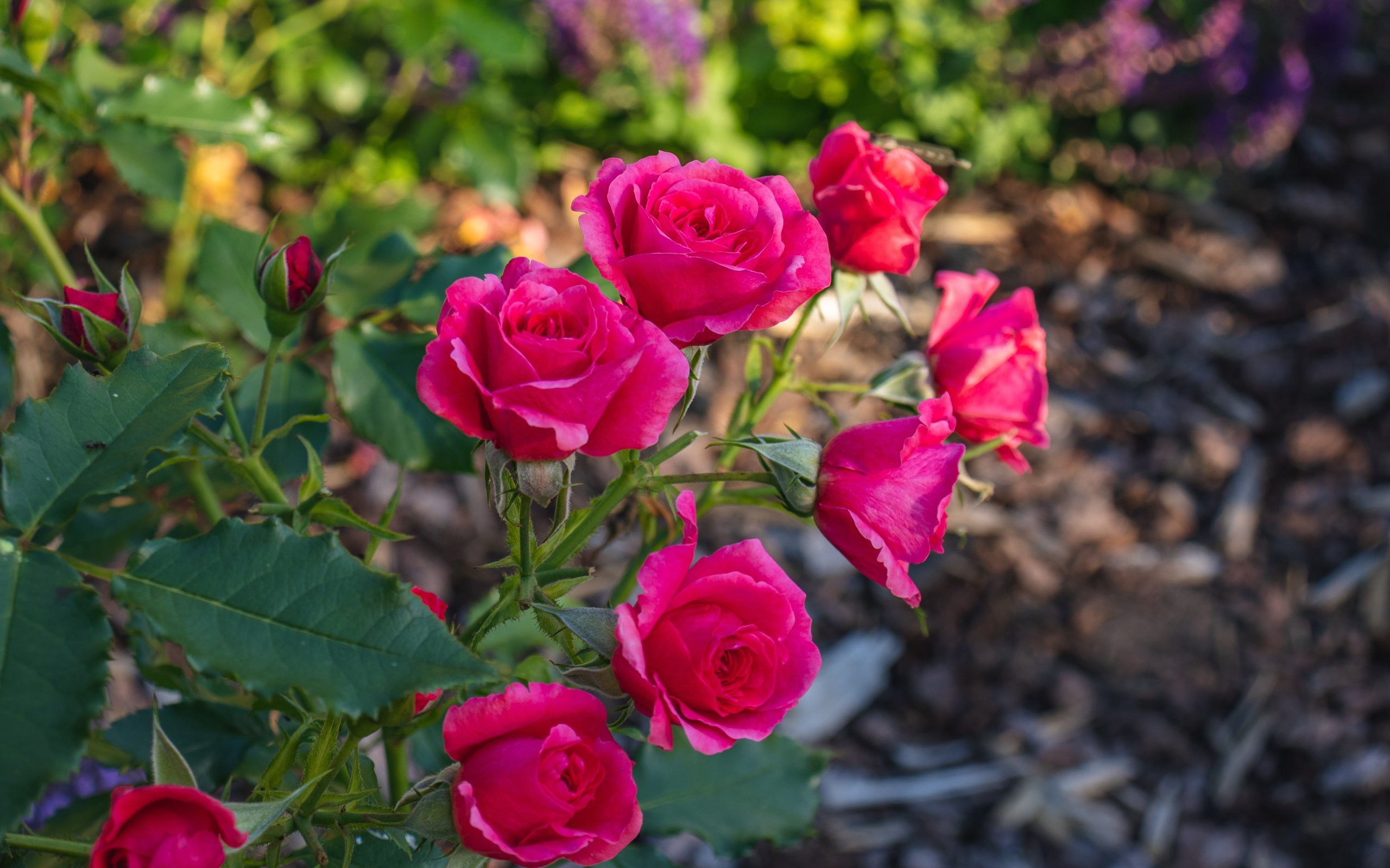 Обои ветка, розы, сад, розовые, яркие, боке, branch, roses, garden, pink, bright, bokeh разрешение 6000x4000 Загрузить