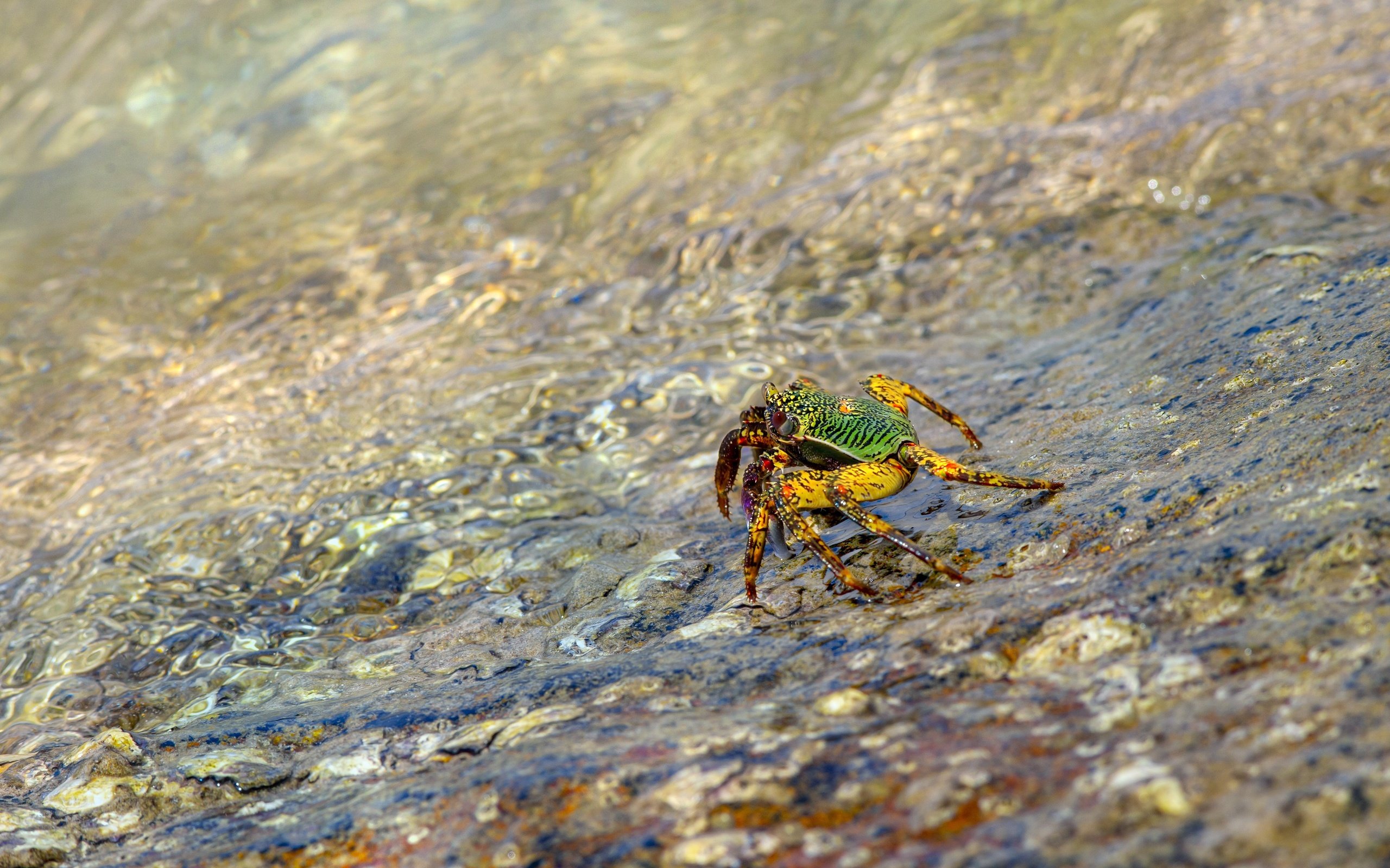 Обои вода, берег, галька, водоем, течение, краб, water, shore, pebbles, pond, for, crab разрешение 4000x2667 Загрузить