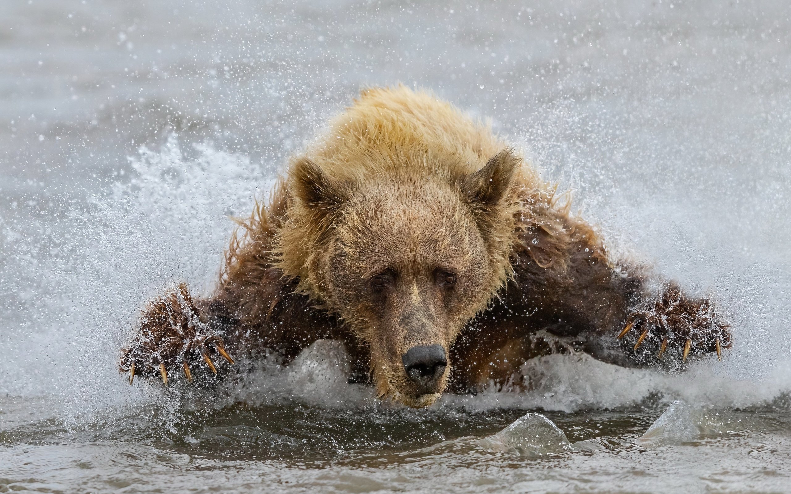 Обои вода, медведь, зверь, water, bear, beast разрешение 3840x2160 Загрузить