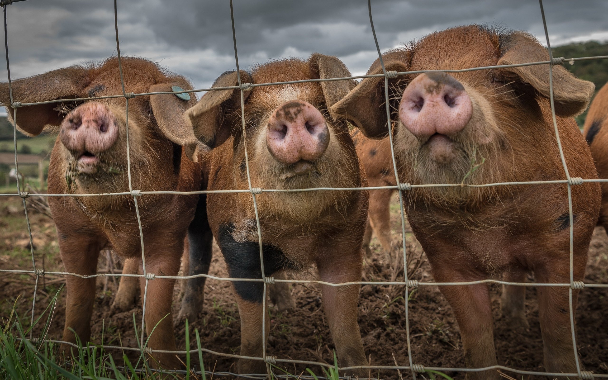 Обои забор, свинья, the fence, pig разрешение 3840x2160 Загрузить