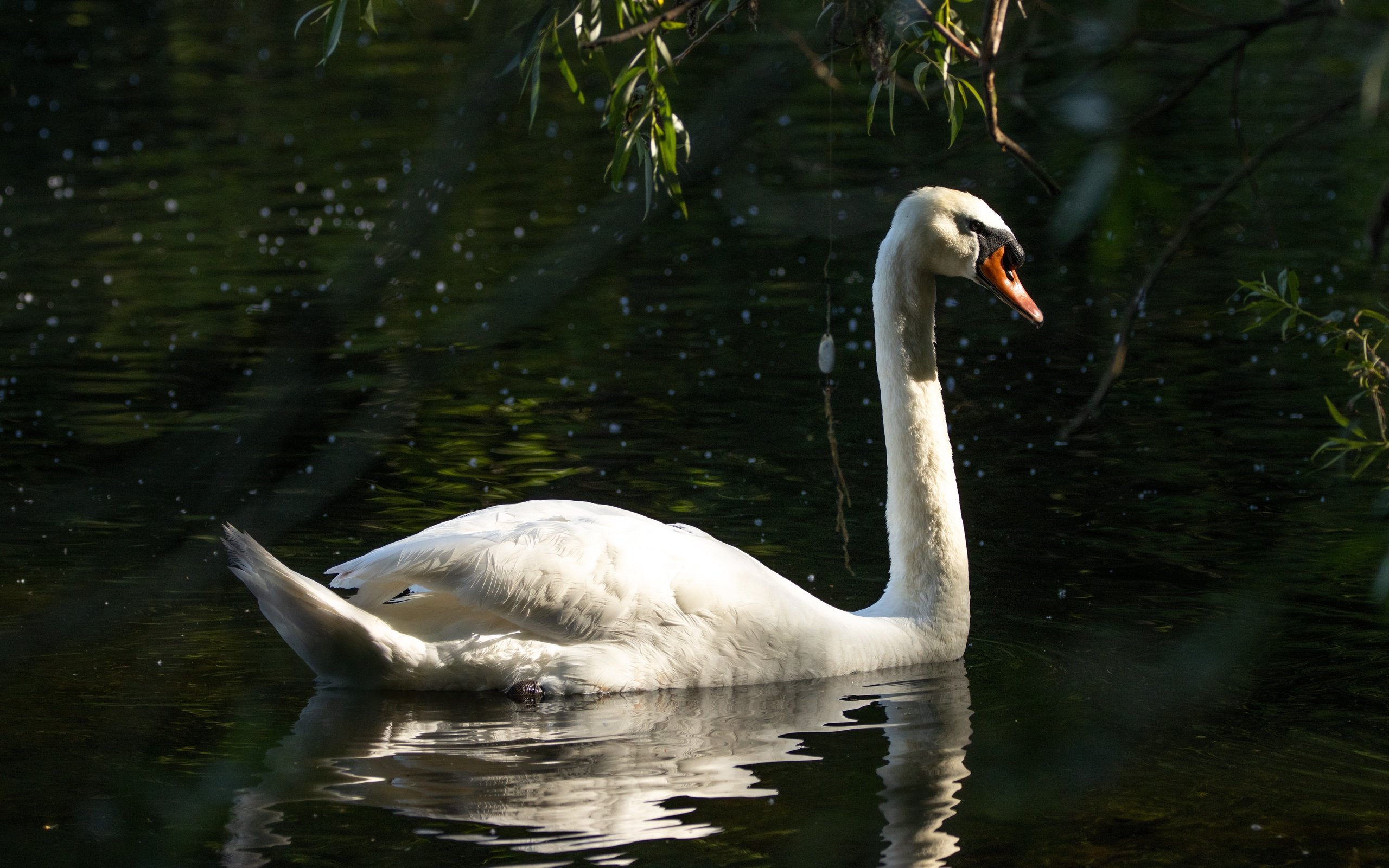 Обои отражение, белый, водоем, птица, темный фон, лебедь, reflection, white, pond, bird, the dark background, swan разрешение 6960x4640 Загрузить