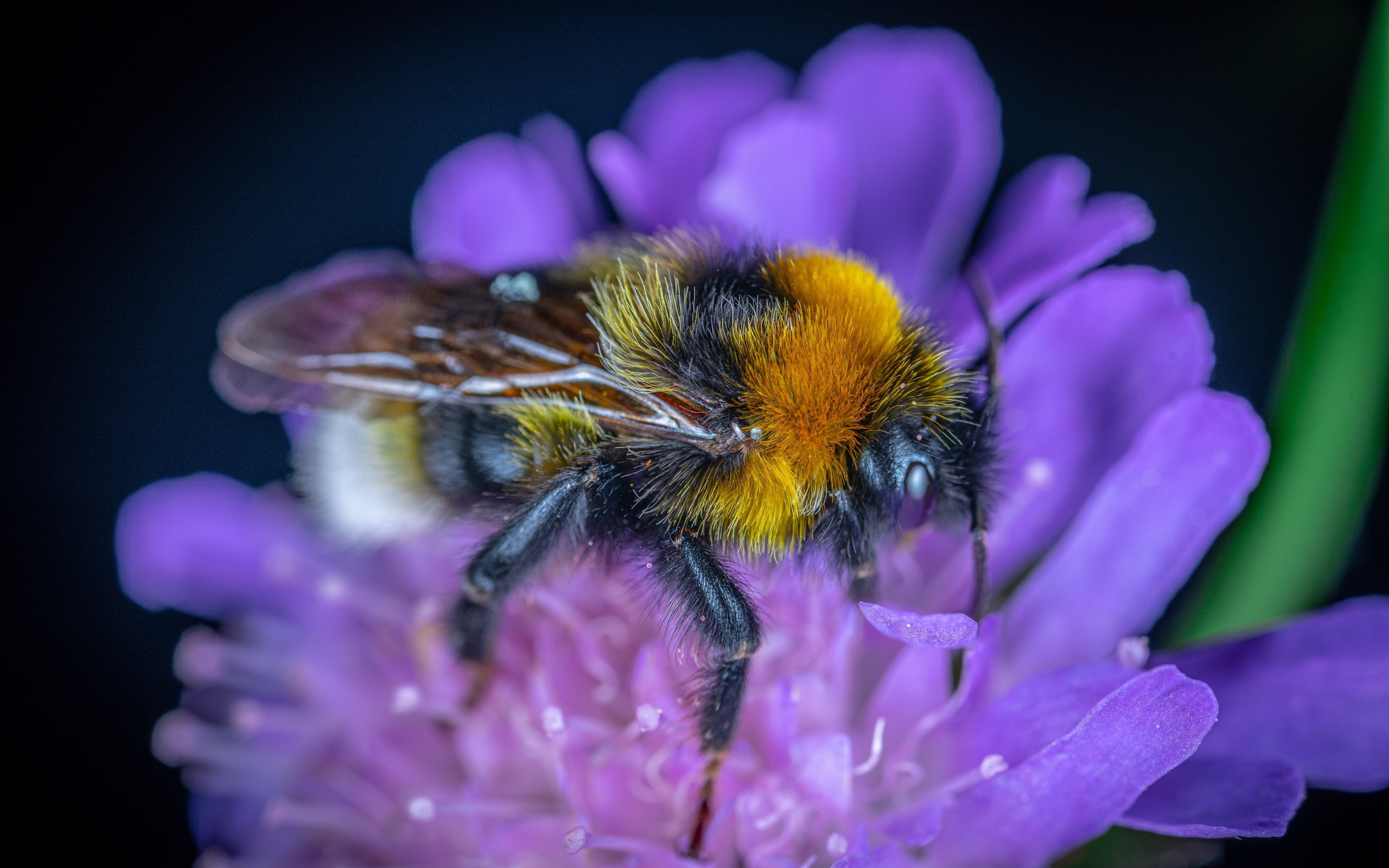 Обои цветок, темный фон, шмель, flower, the dark background, bumblebee разрешение 7952x5304 Загрузить