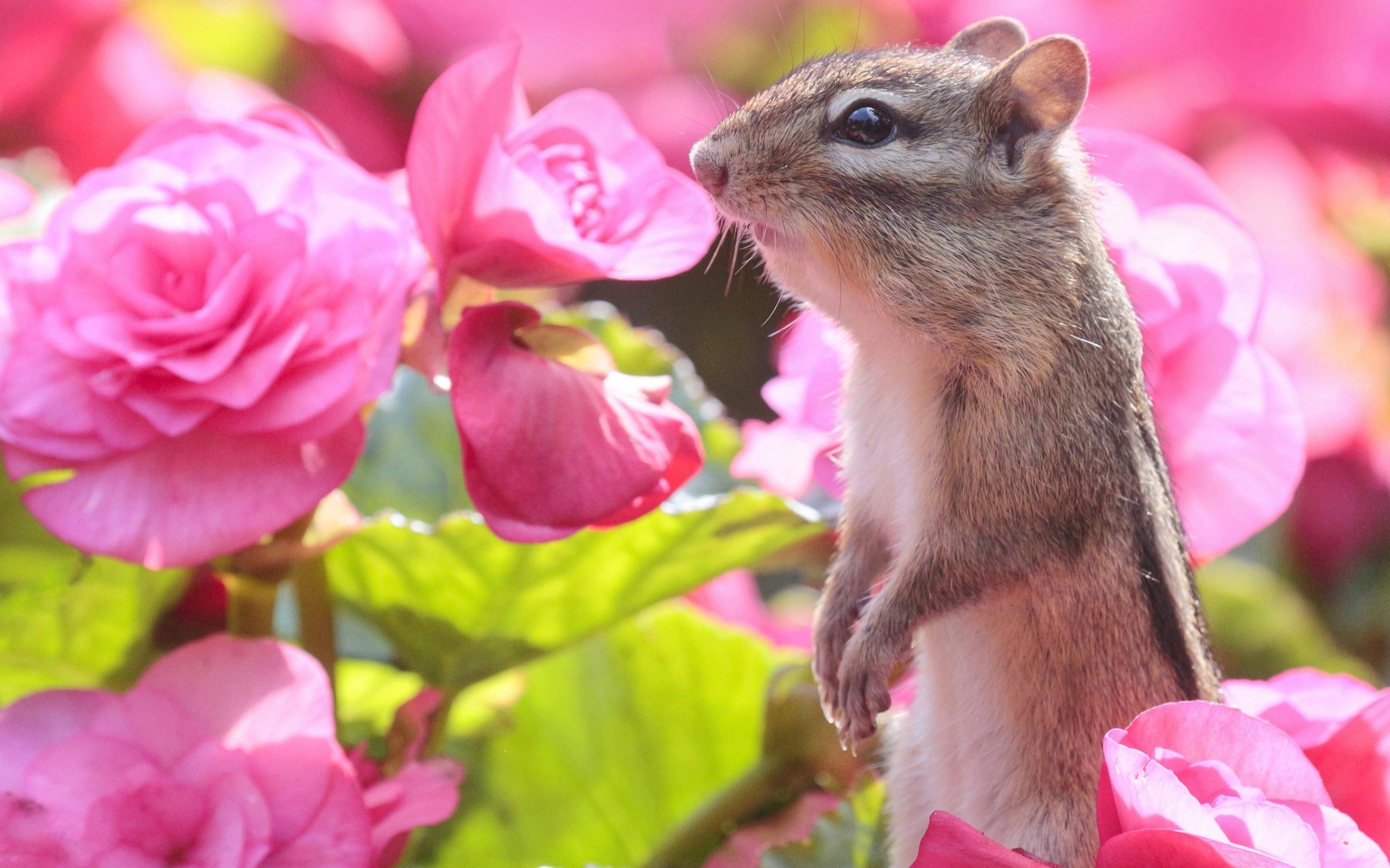 Обои цветы, бурундук, стойка, грызун, бегония, flowers, chipmunk, stand, rodent, begonia разрешение 2560x2229 Загрузить