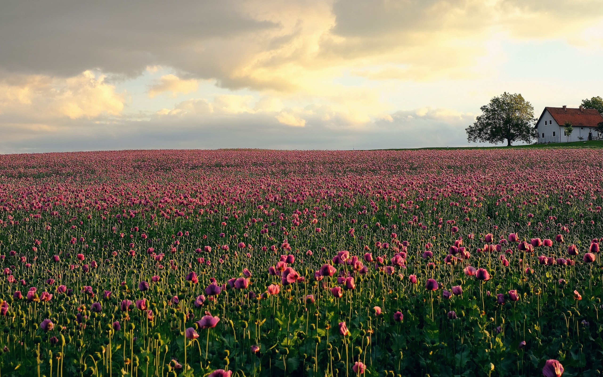 Обои цветы, дом, домик, тюльпаны, розовые, плантация, flowers, house, tulips, pink, plantation разрешение 3840x2160 Загрузить