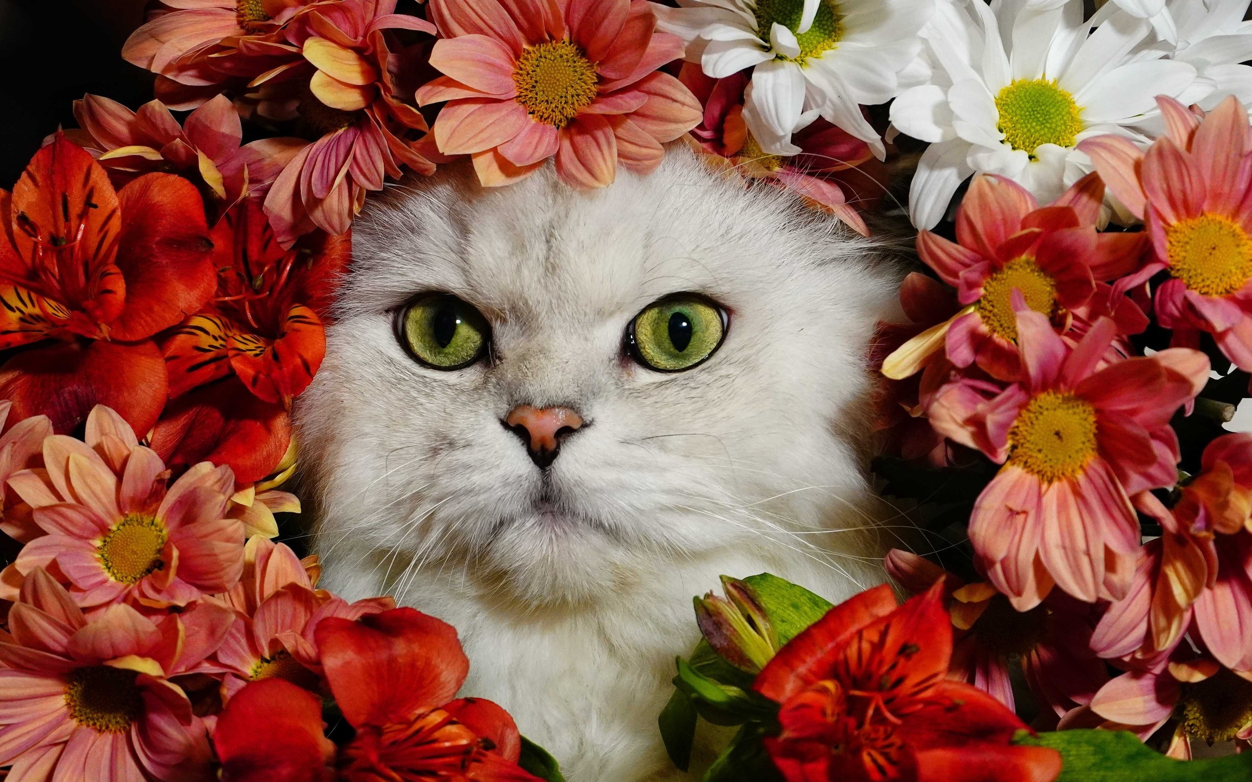 Обои цветы, кот, белый, flowers, cat, white разрешение 4572x3234 Загрузить