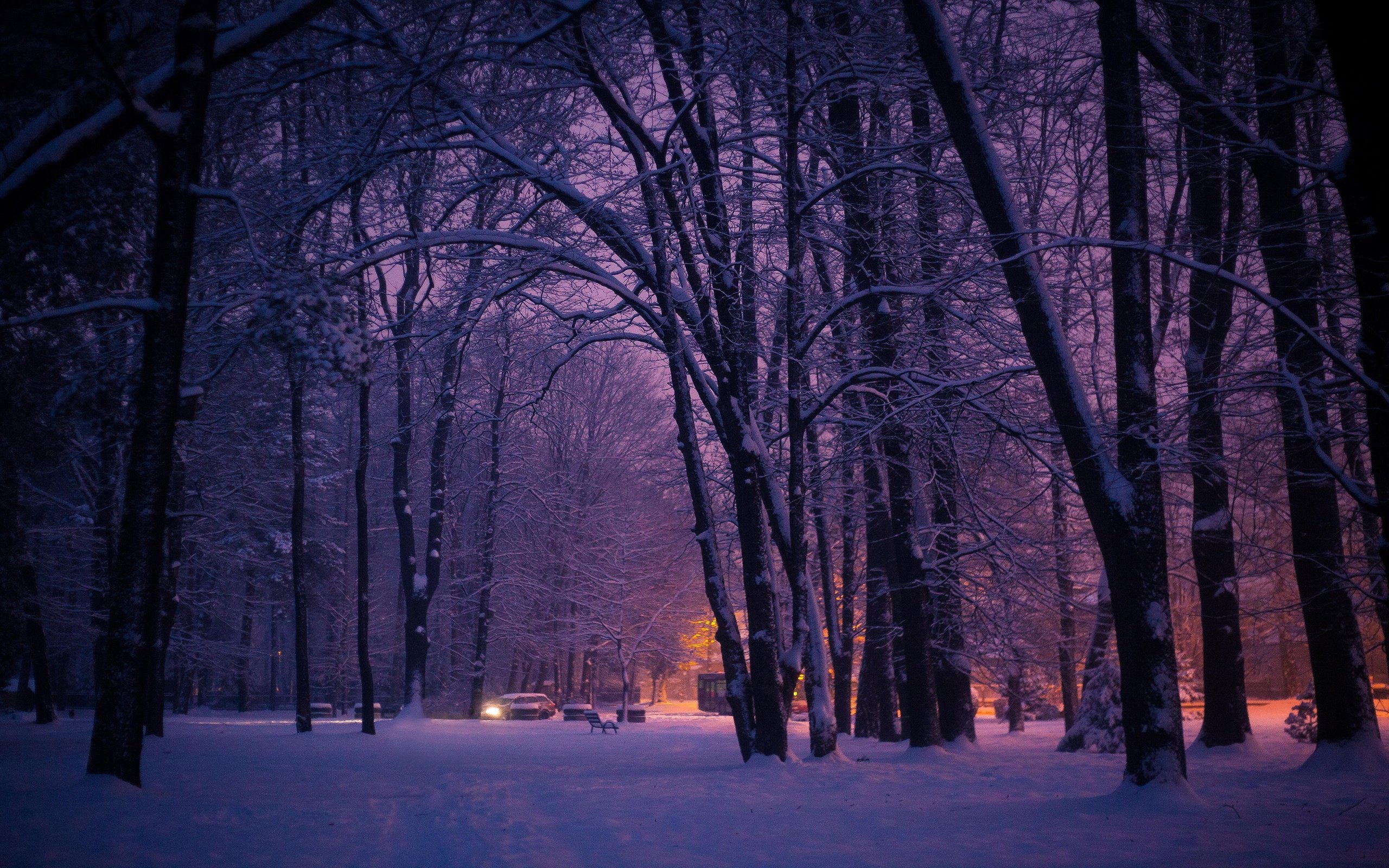 Обои деревья, огни, вечер, лес, парк, город, trees, lights, the evening, forest, park, the city разрешение 3840x2160 Загрузить