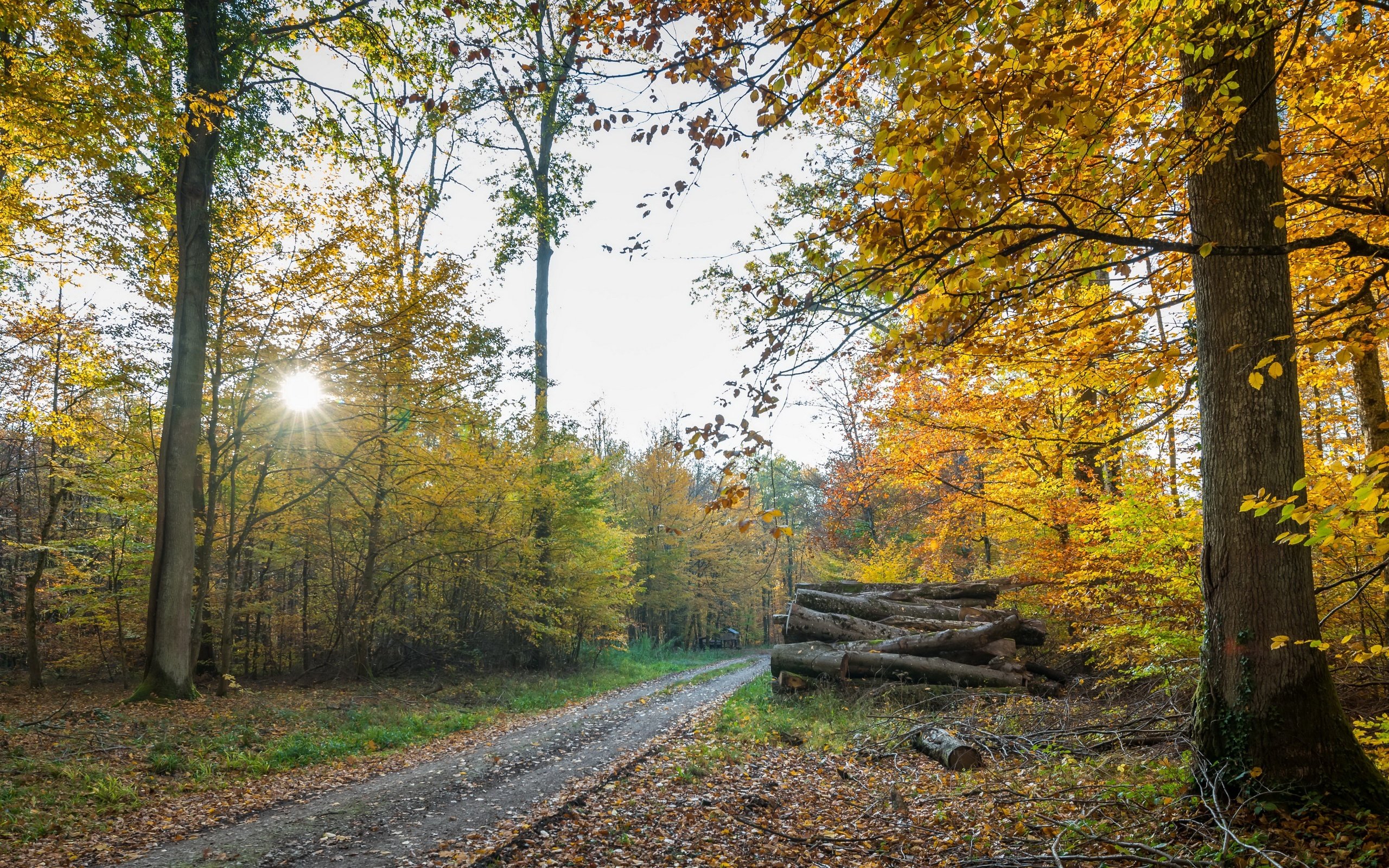 Обои дорога, осень, дрова, road, autumn, wood разрешение 3840x2160 Загрузить