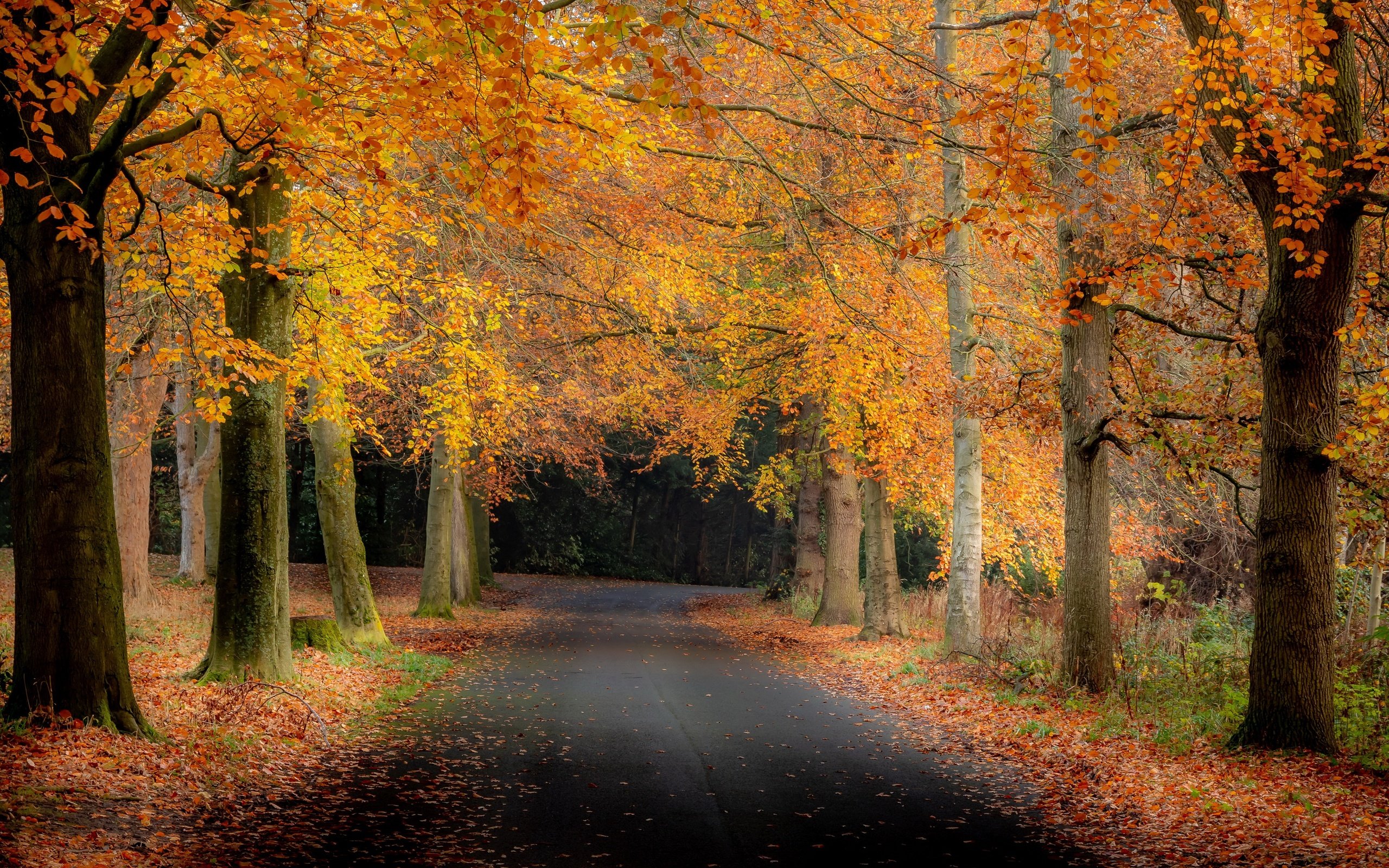 Обои дорога, деревья, природа, парк, осень, road, trees, nature, park, autumn разрешение 3840x2160 Загрузить