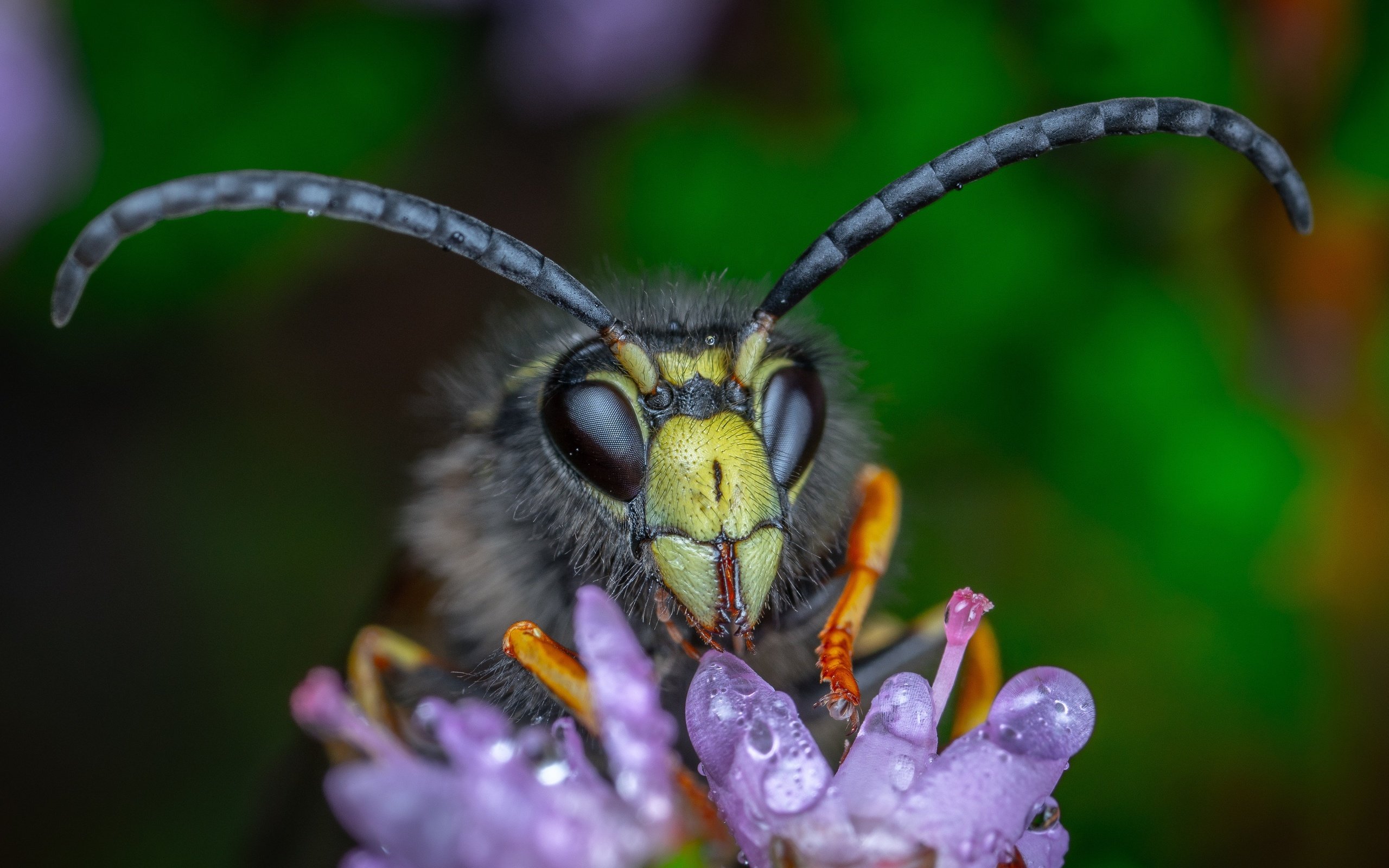 Обои макро, цветок, капли, взгляд, темный фон, усики, пчела, шершень, macro, flower, drops, look, the dark background, antennae, bee, hornet разрешение 4361x2639 Загрузить