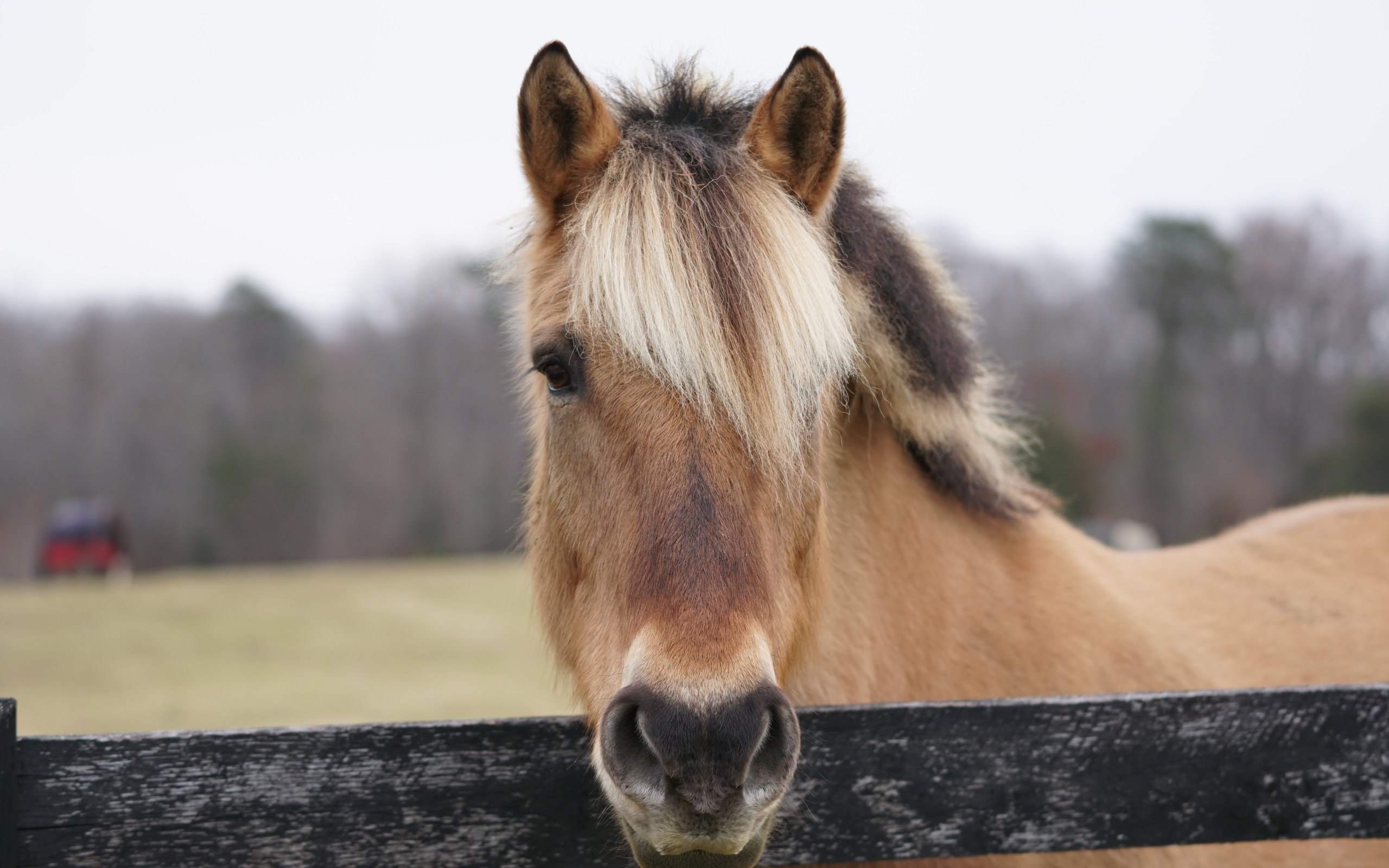 Обои морда, лошадь, портрет, ограждение, конь, грива, face, horse, portrait, the fence, mane разрешение 6000x4000 Загрузить