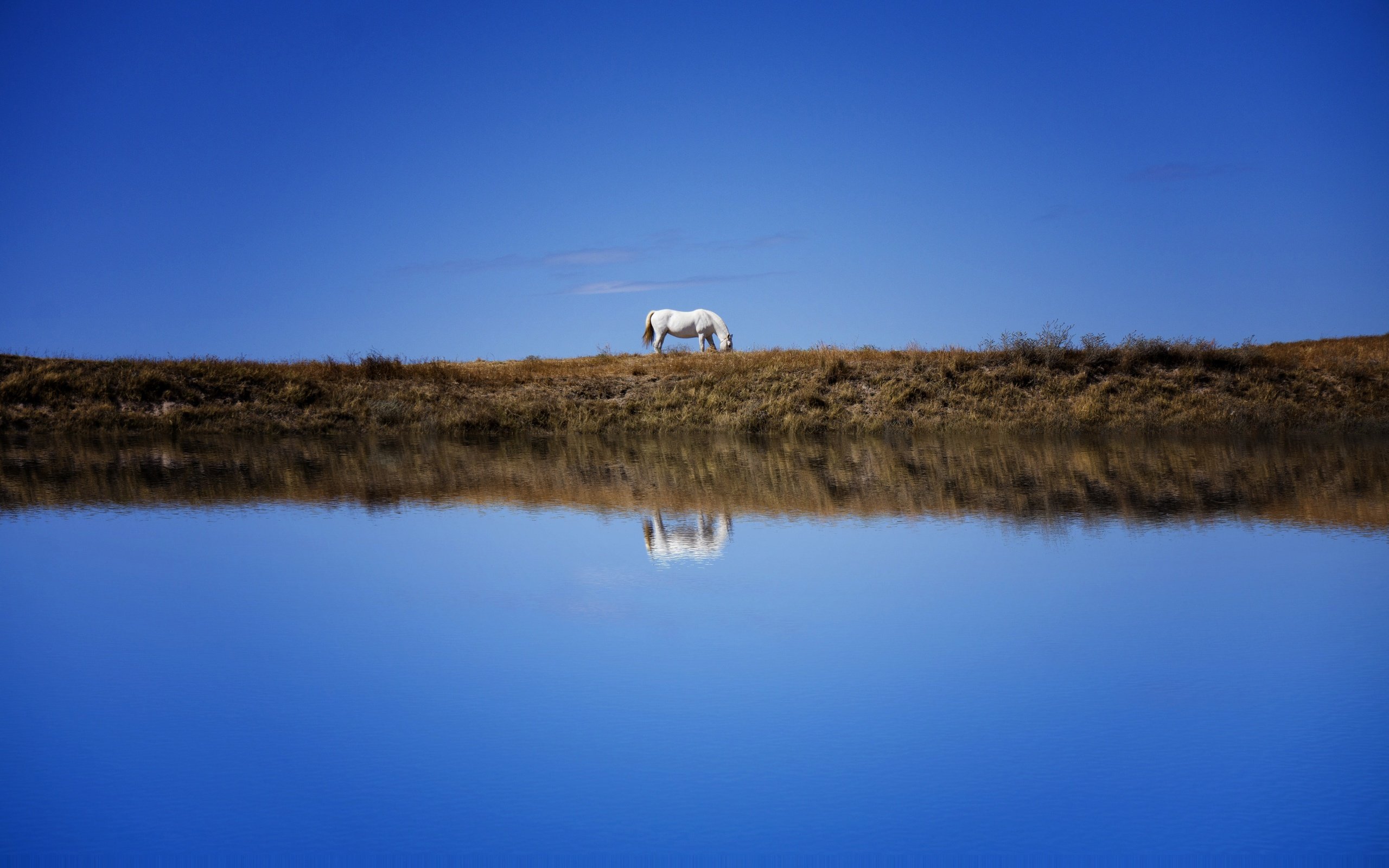 Обои небо, лошадь, берег, отражение, водоем, конь, синева, the sky, horse, shore, reflection, pond, blue разрешение 6000x3766 Загрузить