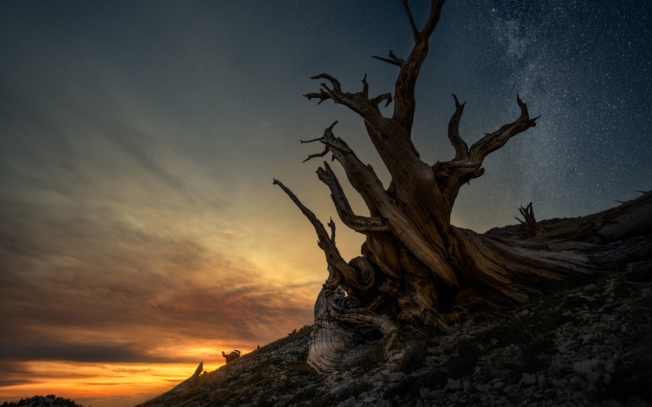 Обои ночь, дерево, звезды, ветки, склон, сумерки, коряга, night, tree, stars, branches, slope, twilight, snag разрешение 3741x2672 Загрузить