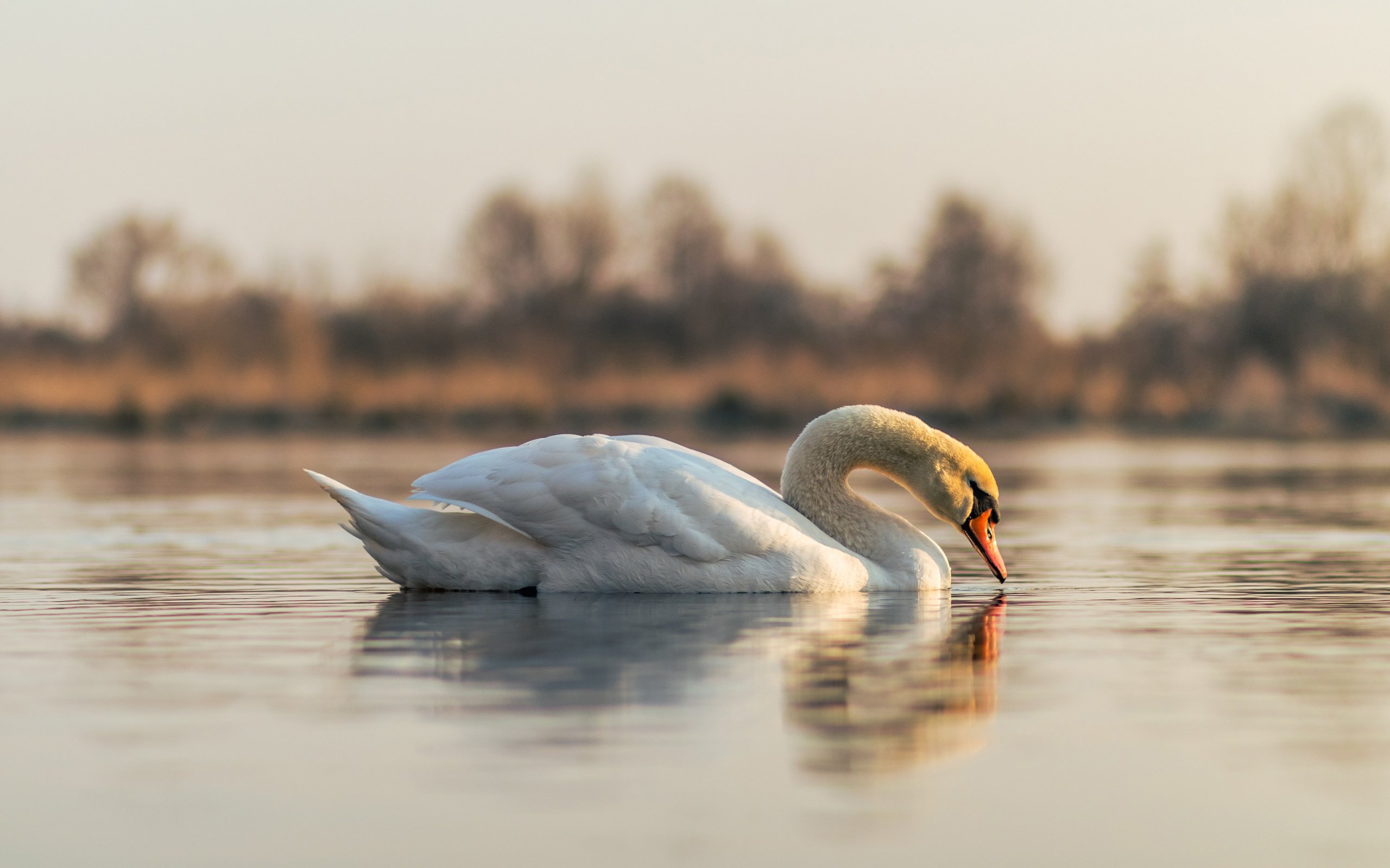 Обои отражение, белый, водоем, птица, лебедь, reflection, white, pond, bird, swan разрешение 5797x3865 Загрузить