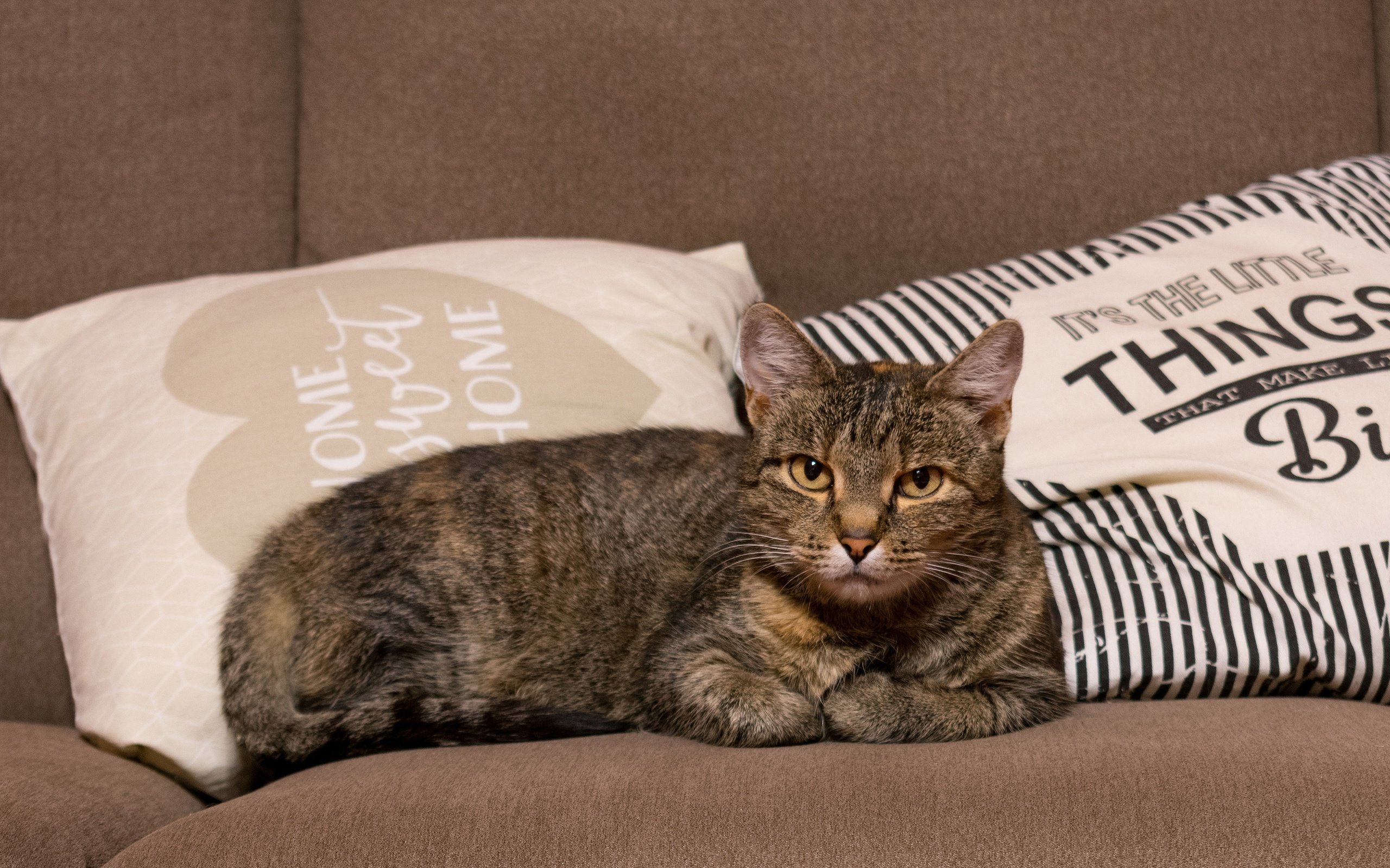 Котик на сером диване
